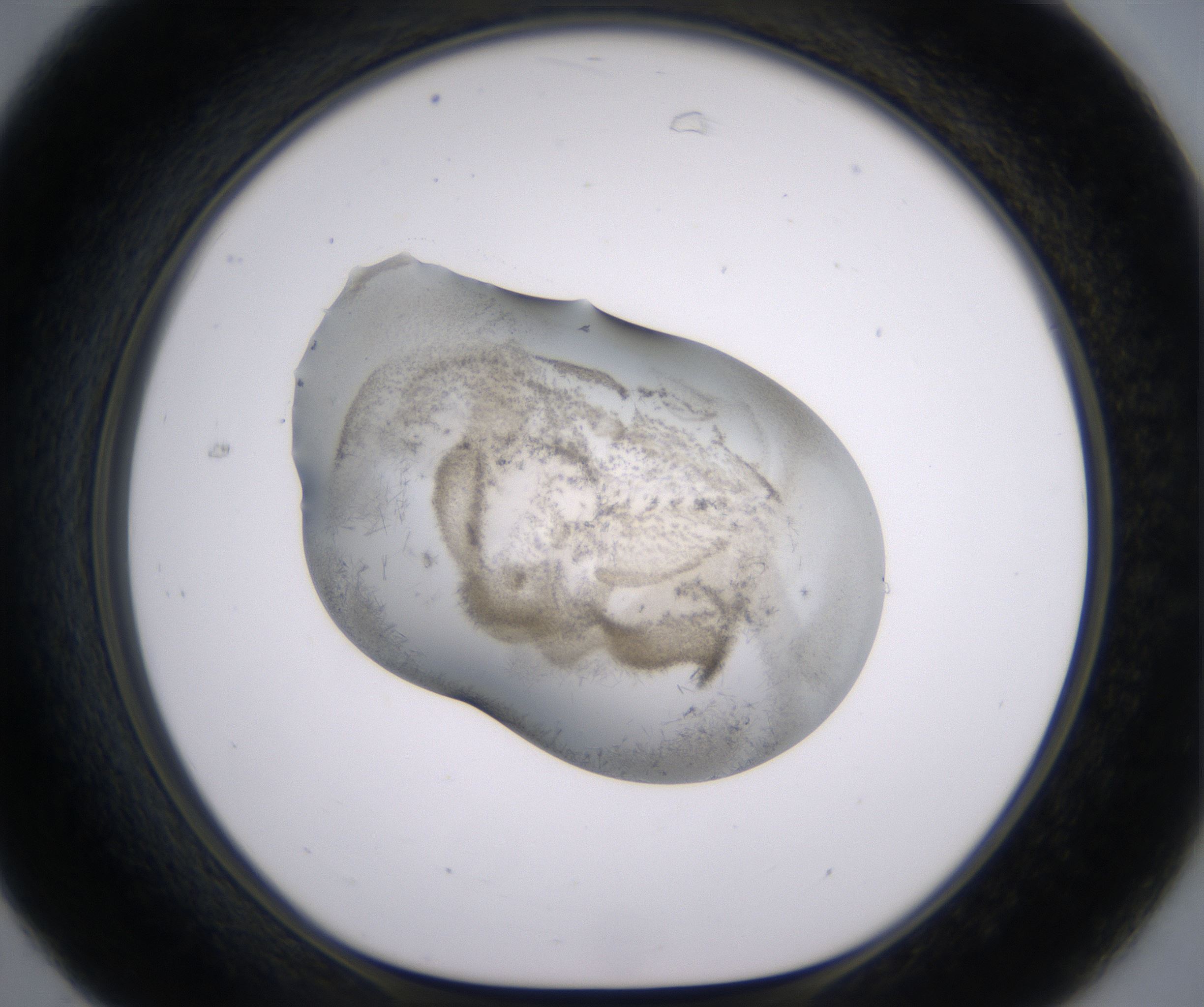 C7_HighResolution_Precipitate_1.jpg