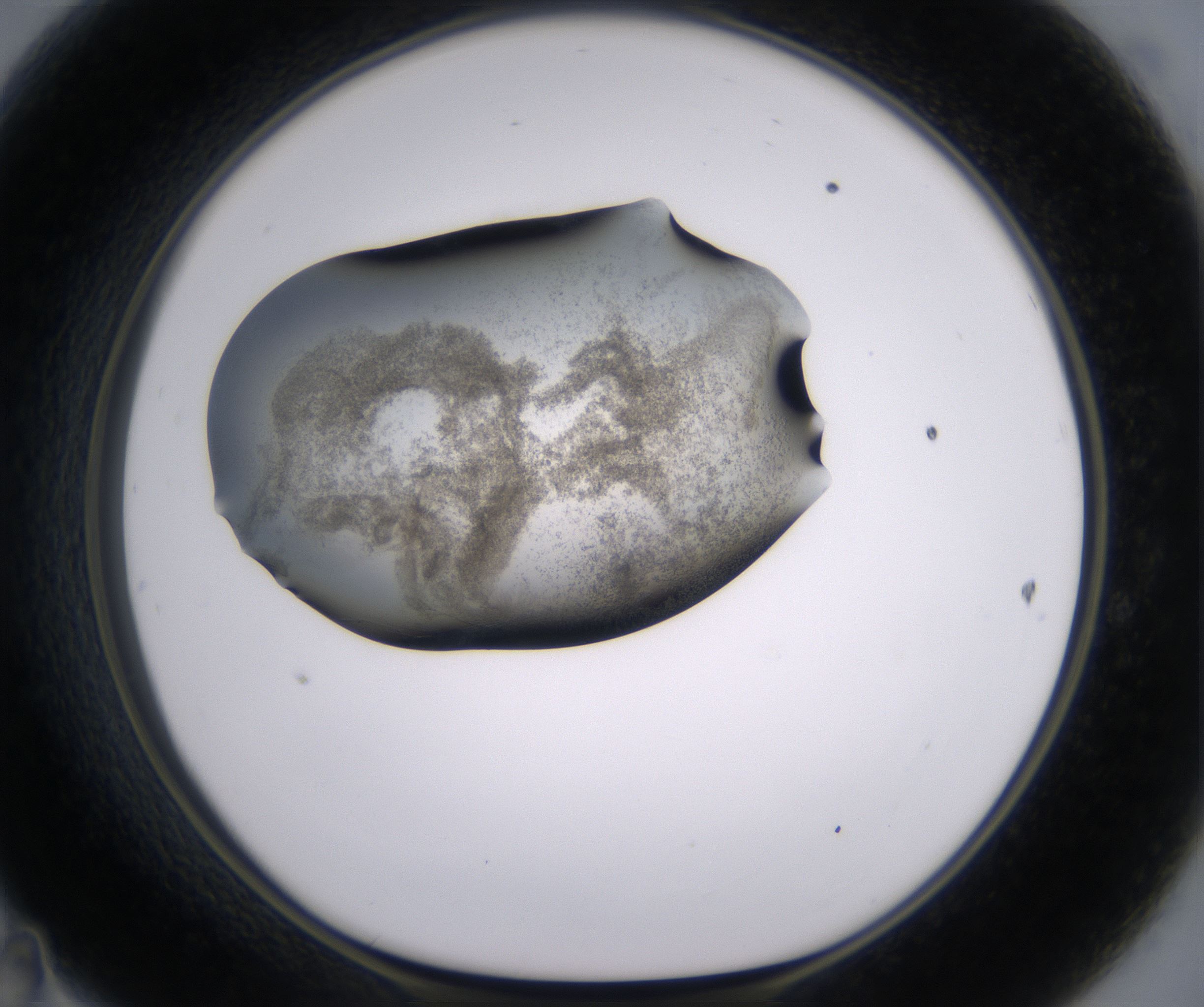 D11_HighResolution_Precipitate_1.jpg