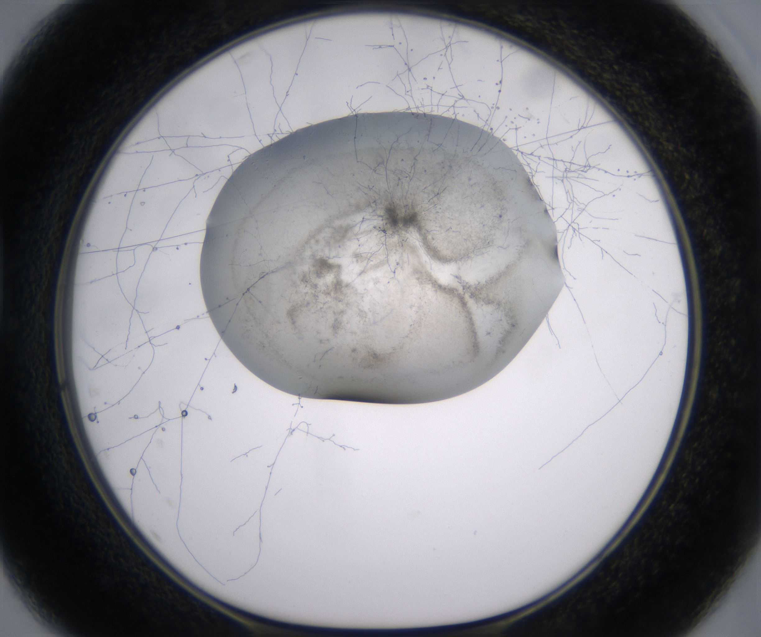D1_HighResolution_Precipitate_1.jpg