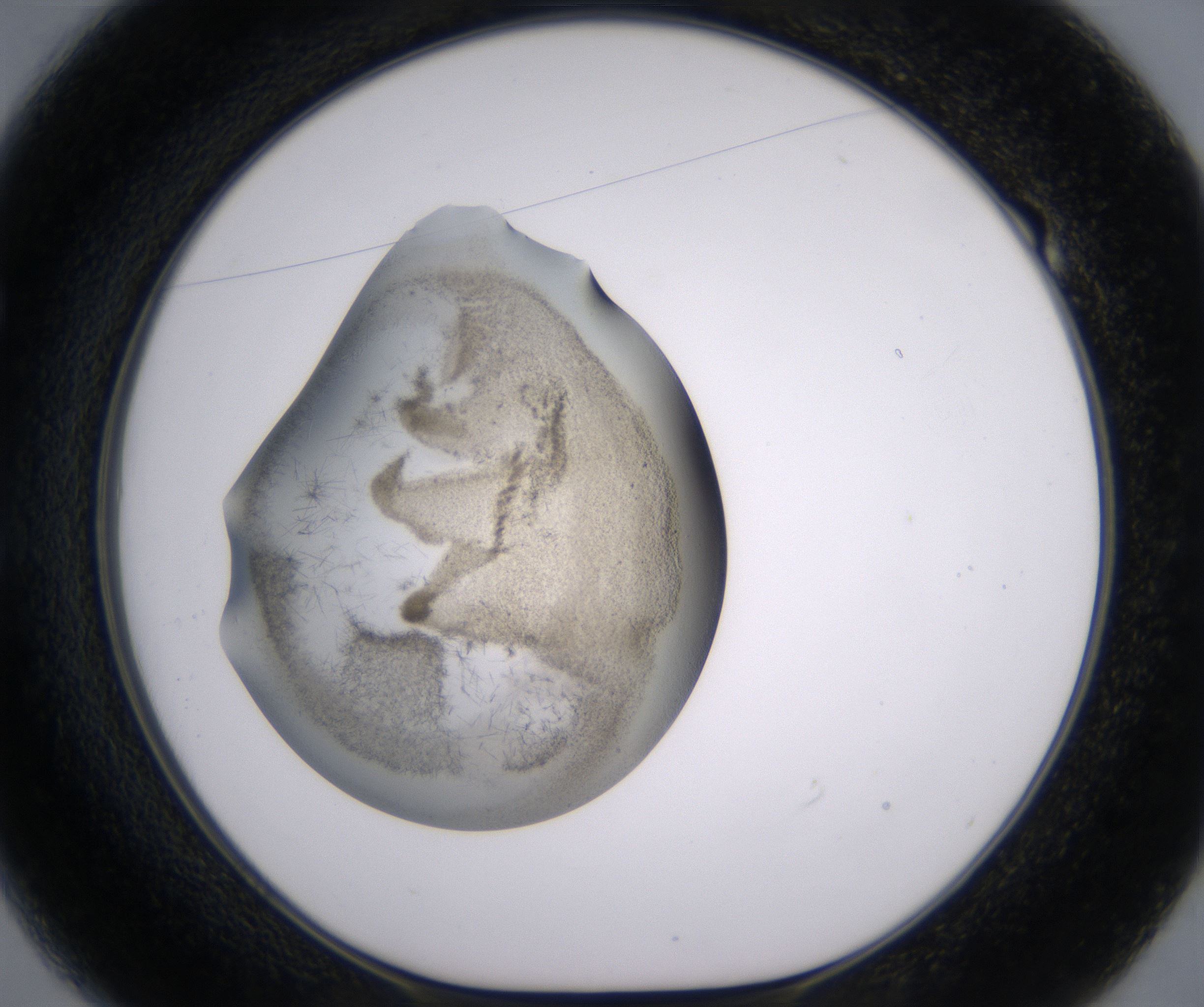 E1_HighResolution_Precipitate_1.jpg