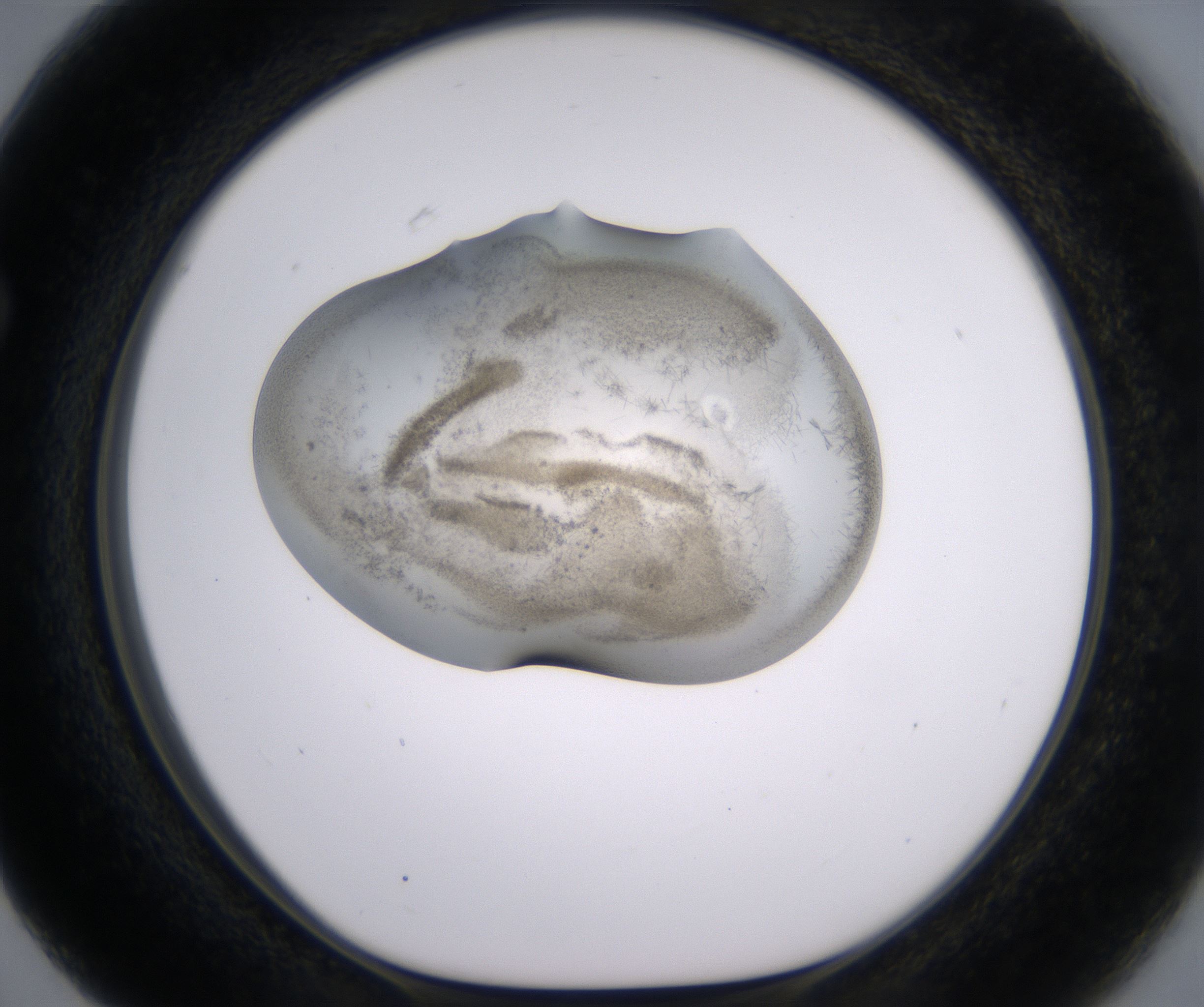 F3_HighResolution_Precipitate_1.jpg