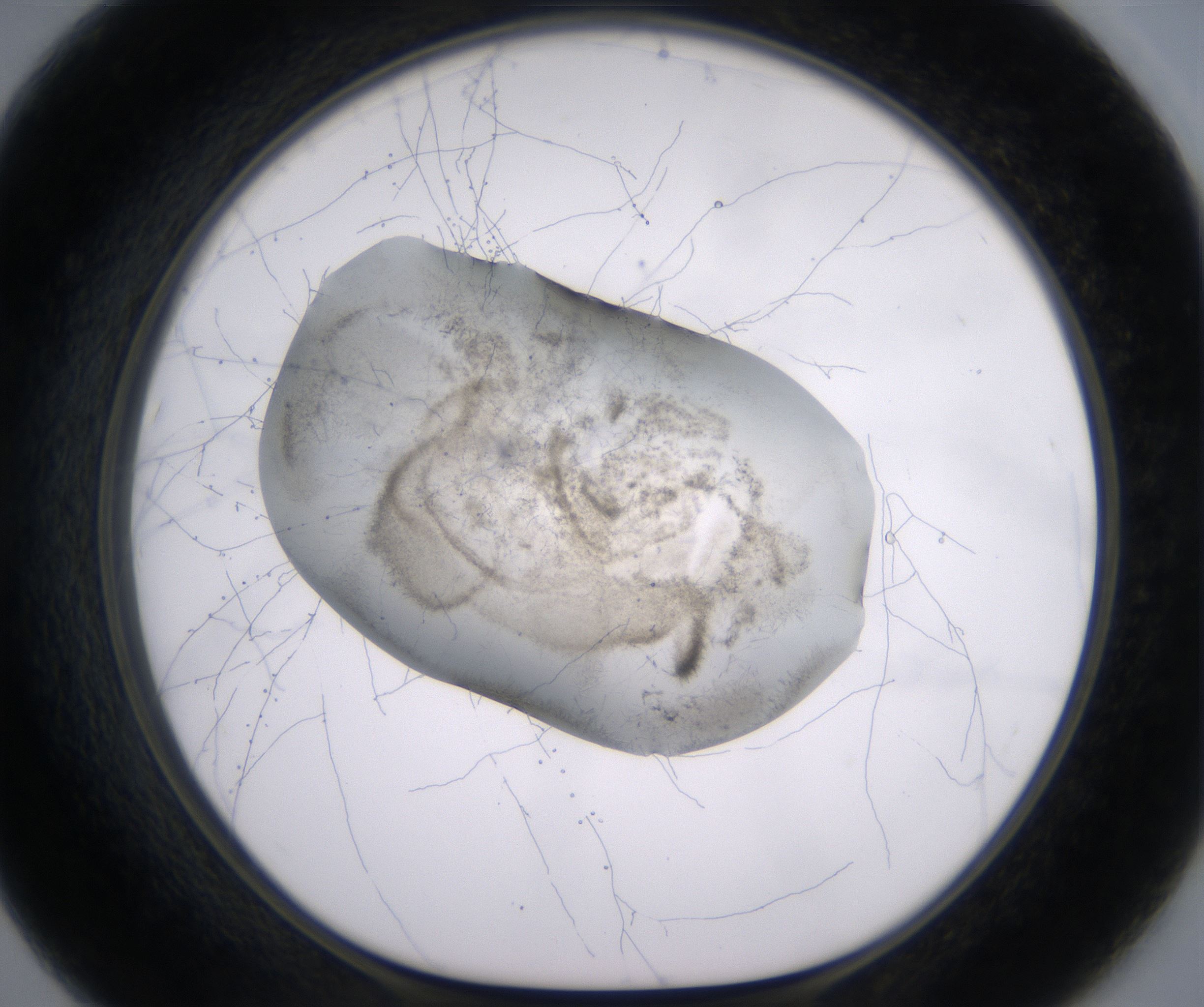 F7_HighResolution_Precipitate_1.jpg