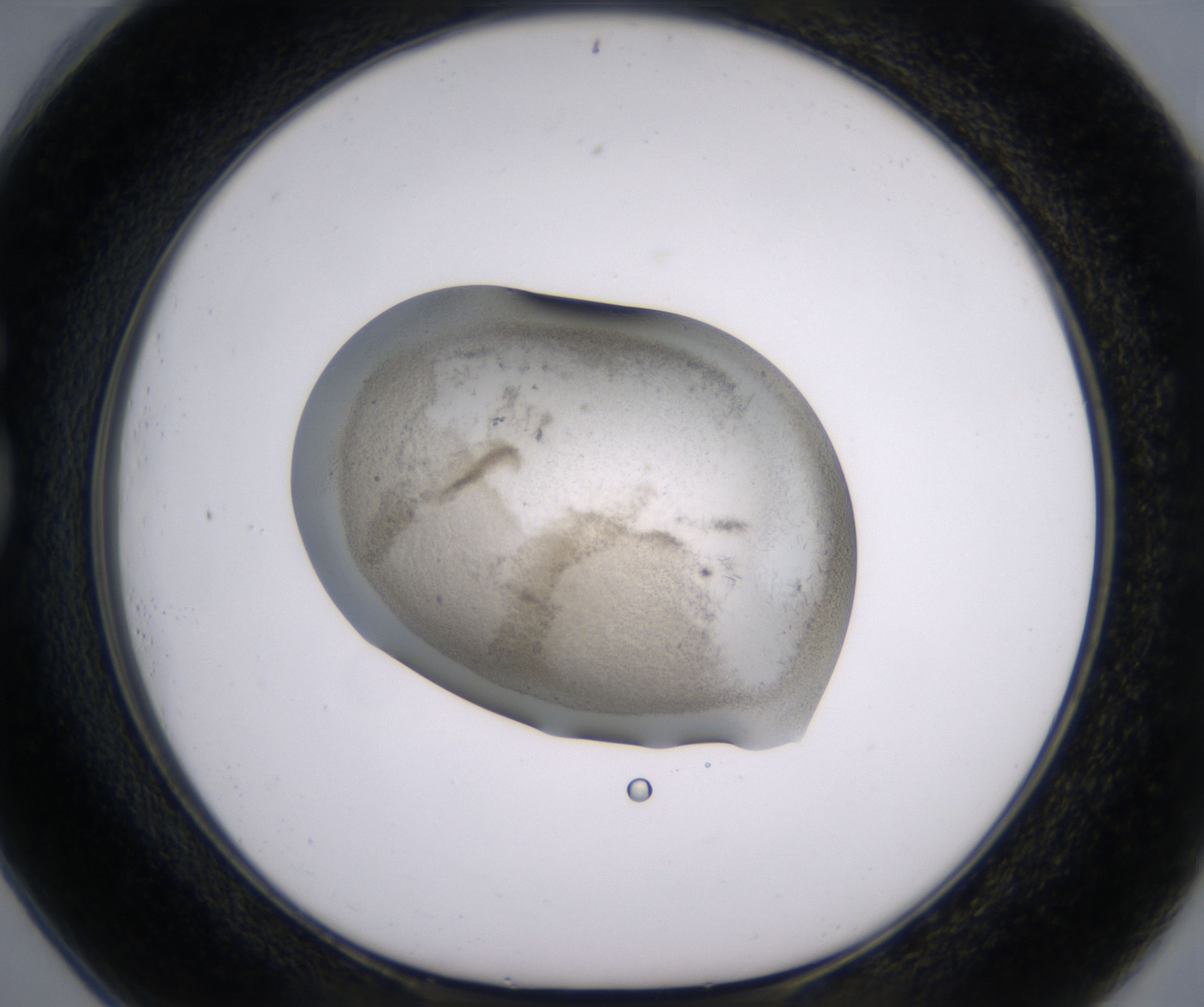 G1_HighResolution_Precipitate_1.jpg