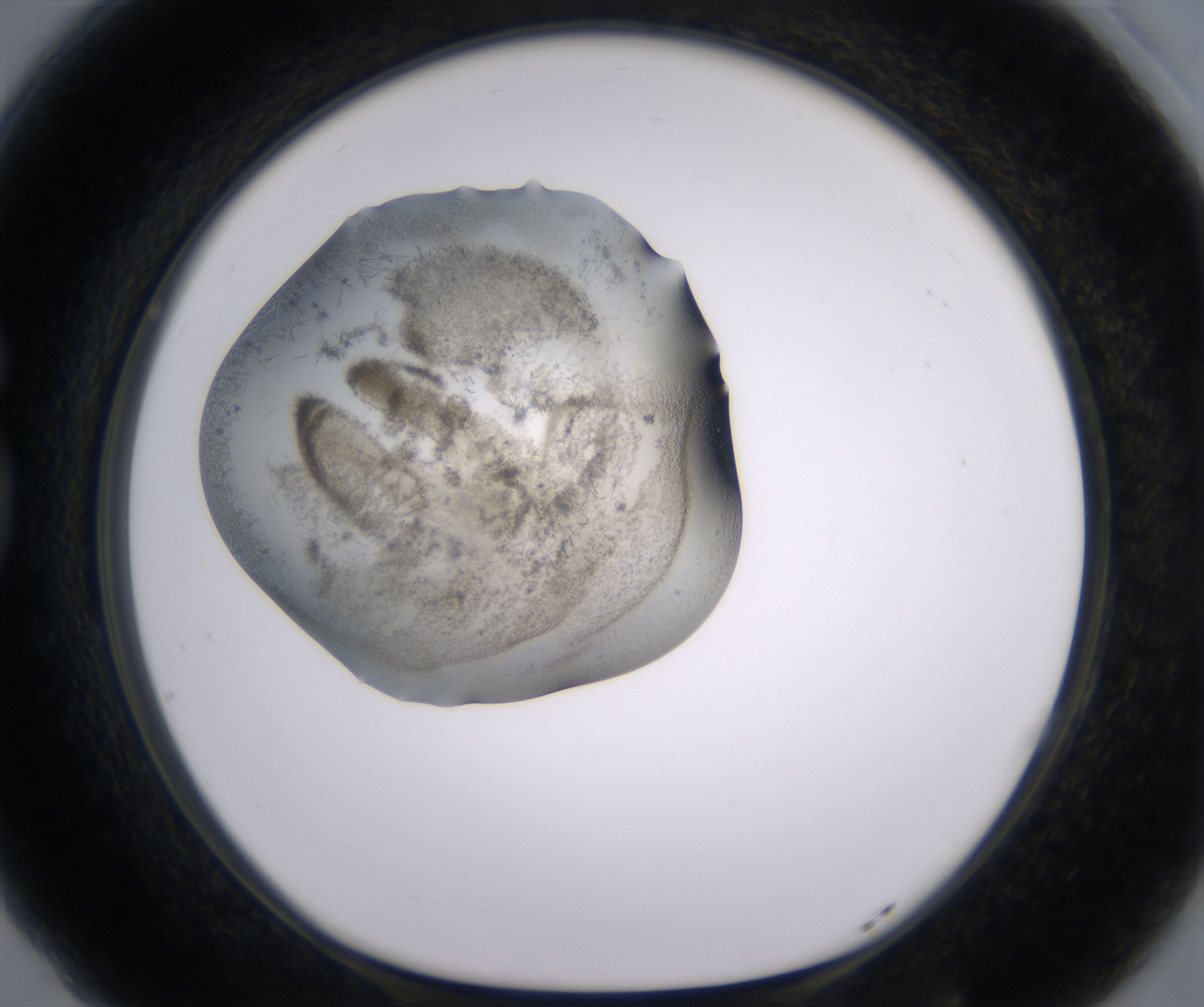 G5_HighResolution_Precipitate_1.jpg