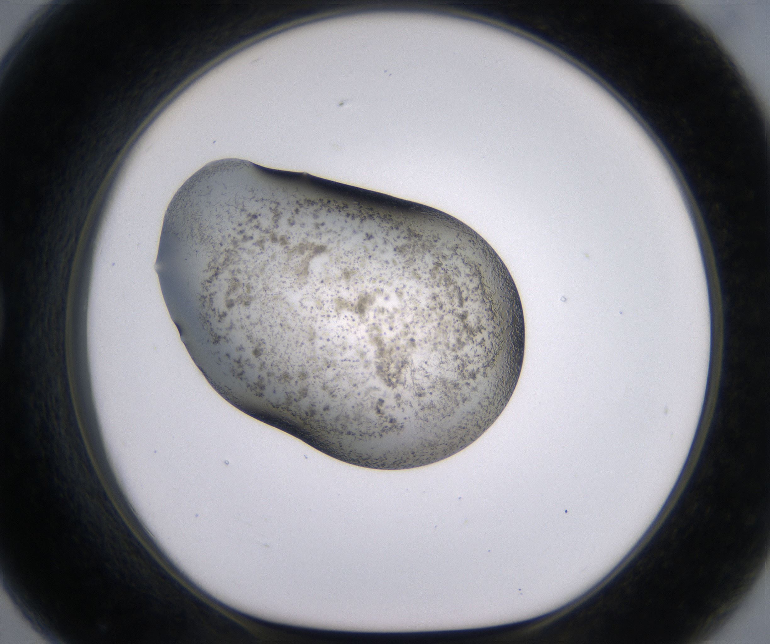 G7_HighResolution_Precipitate_1.jpg
