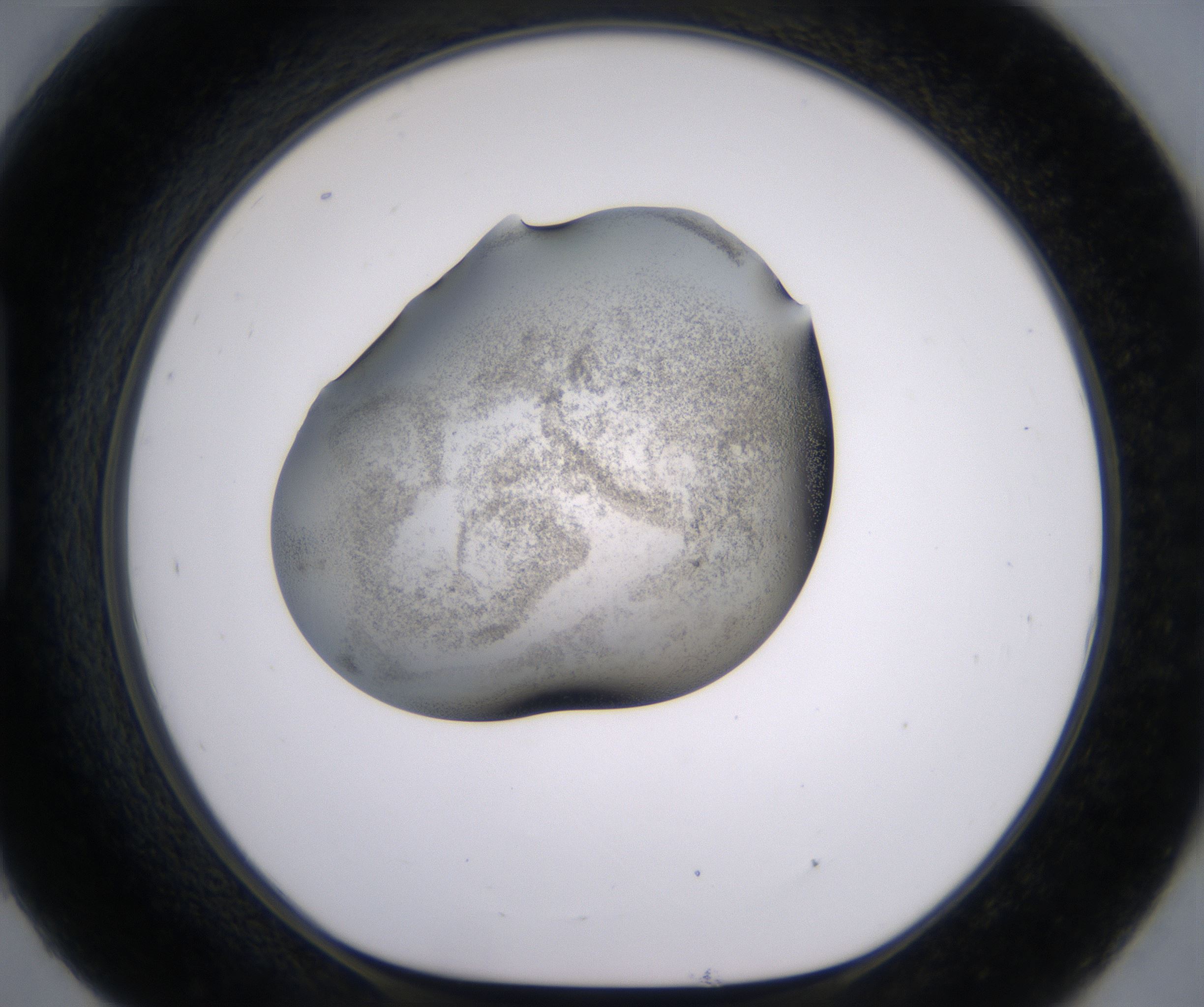H9_HighResolution_Precipitate_1.jpg