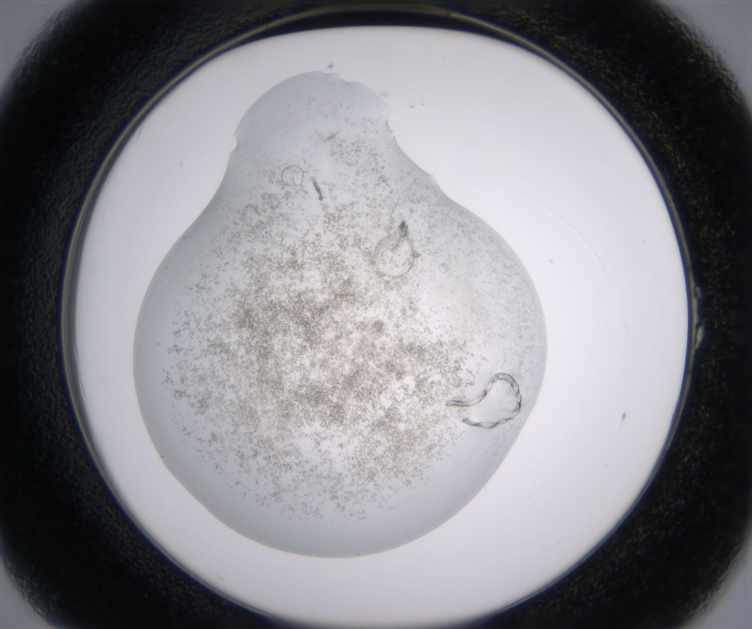 A1_HighResolution_Precipitate_2.jpg