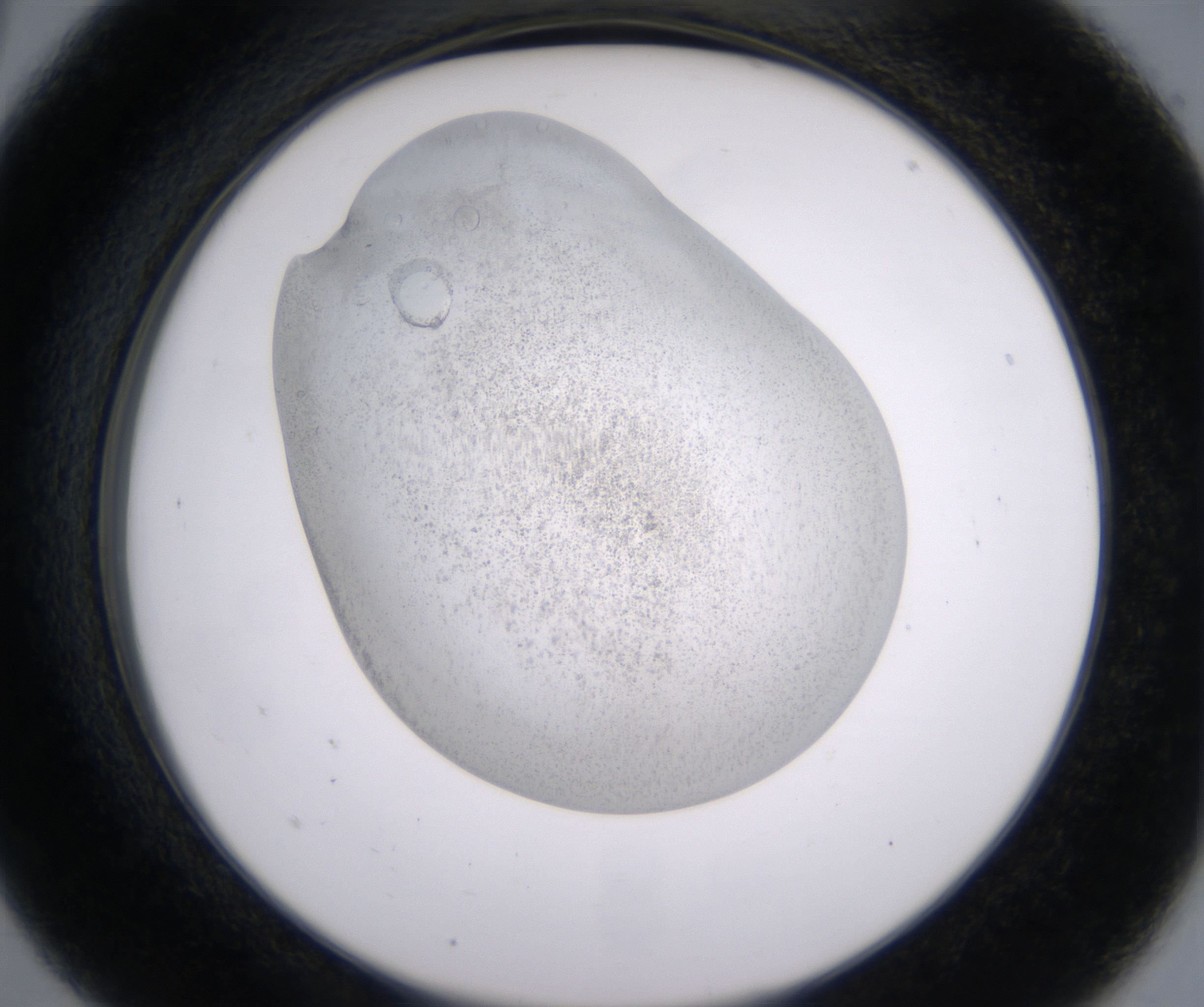 A5_HighResolution_Precipitate_2.jpg