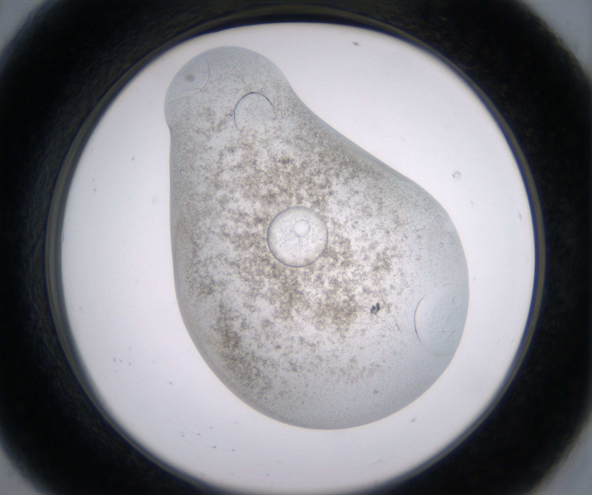 A8_HighResolution_Precipitate_2.jpg