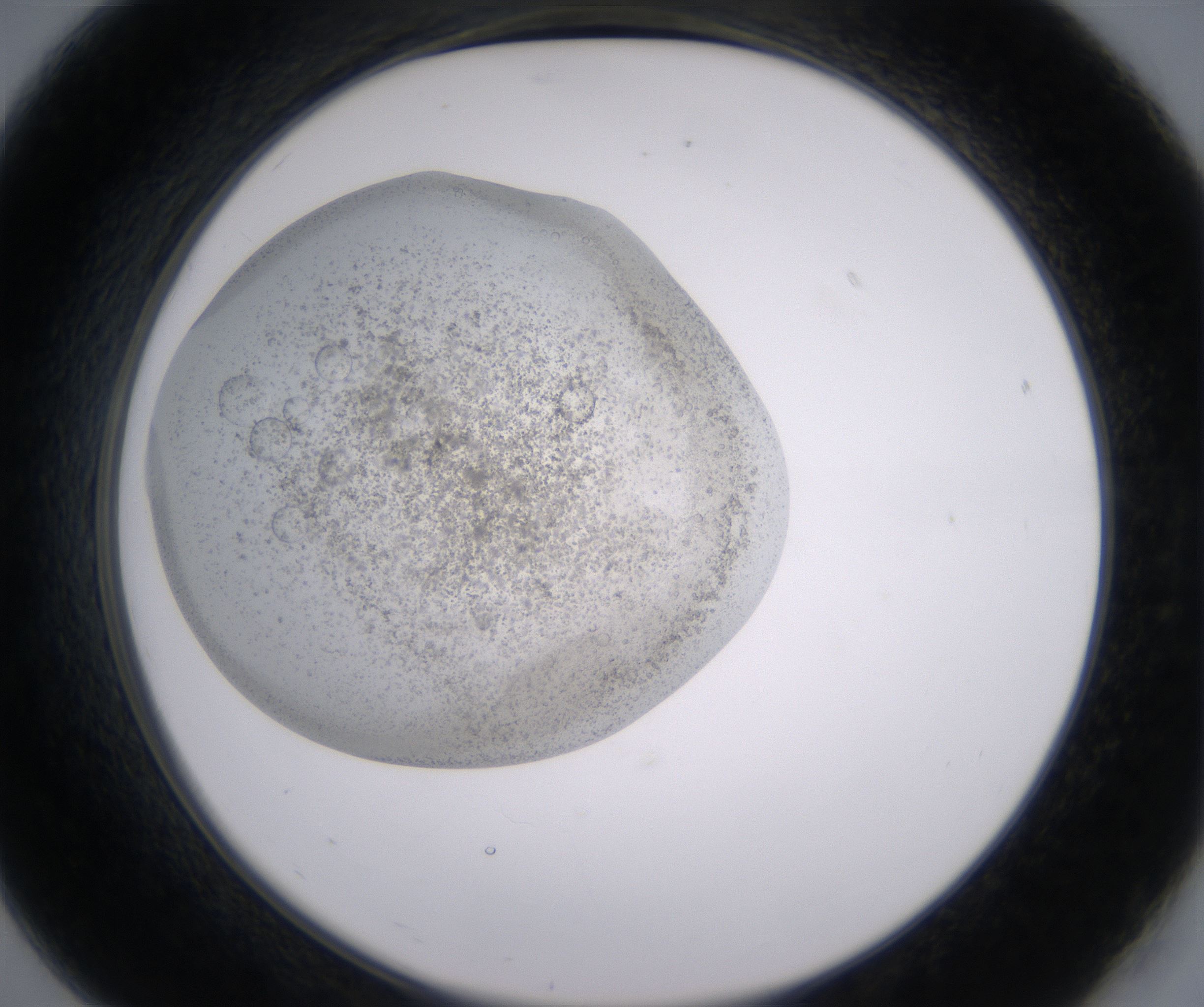 B7_HighResolution_Precipitate_2.jpg