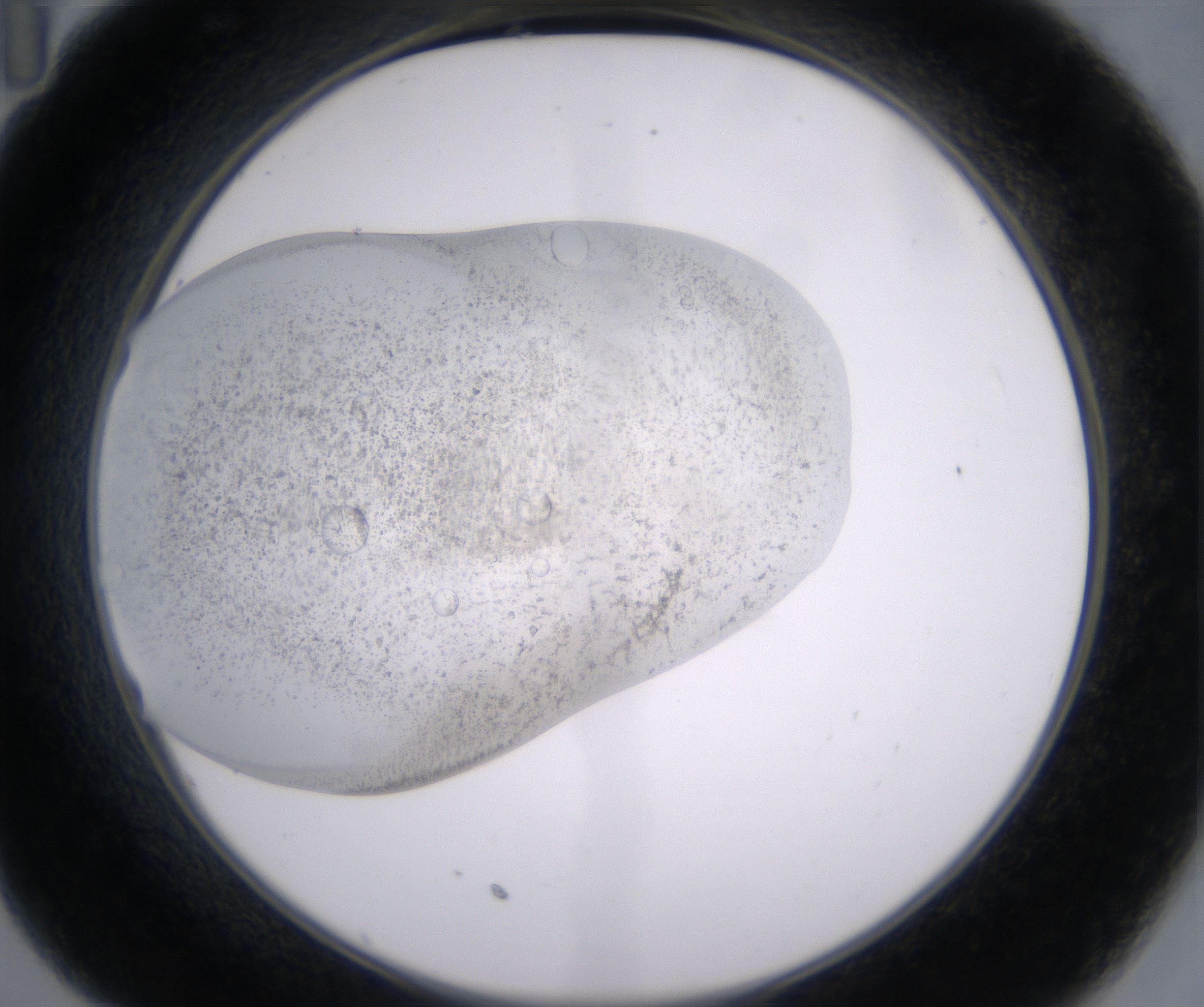 C11_HighResolution_Precipitate_2.jpg