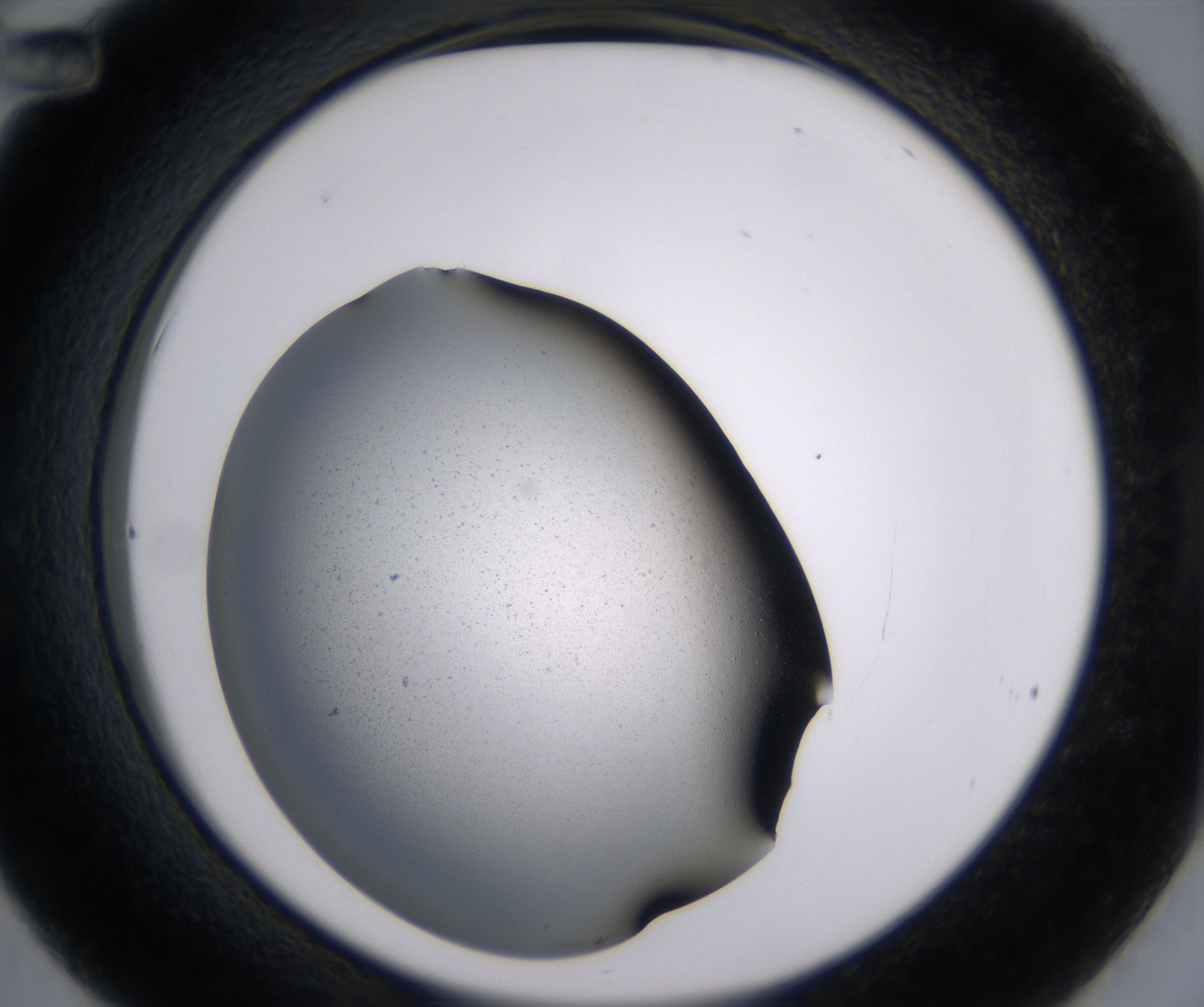C12_HighResolution_Precipitate_2.jpg