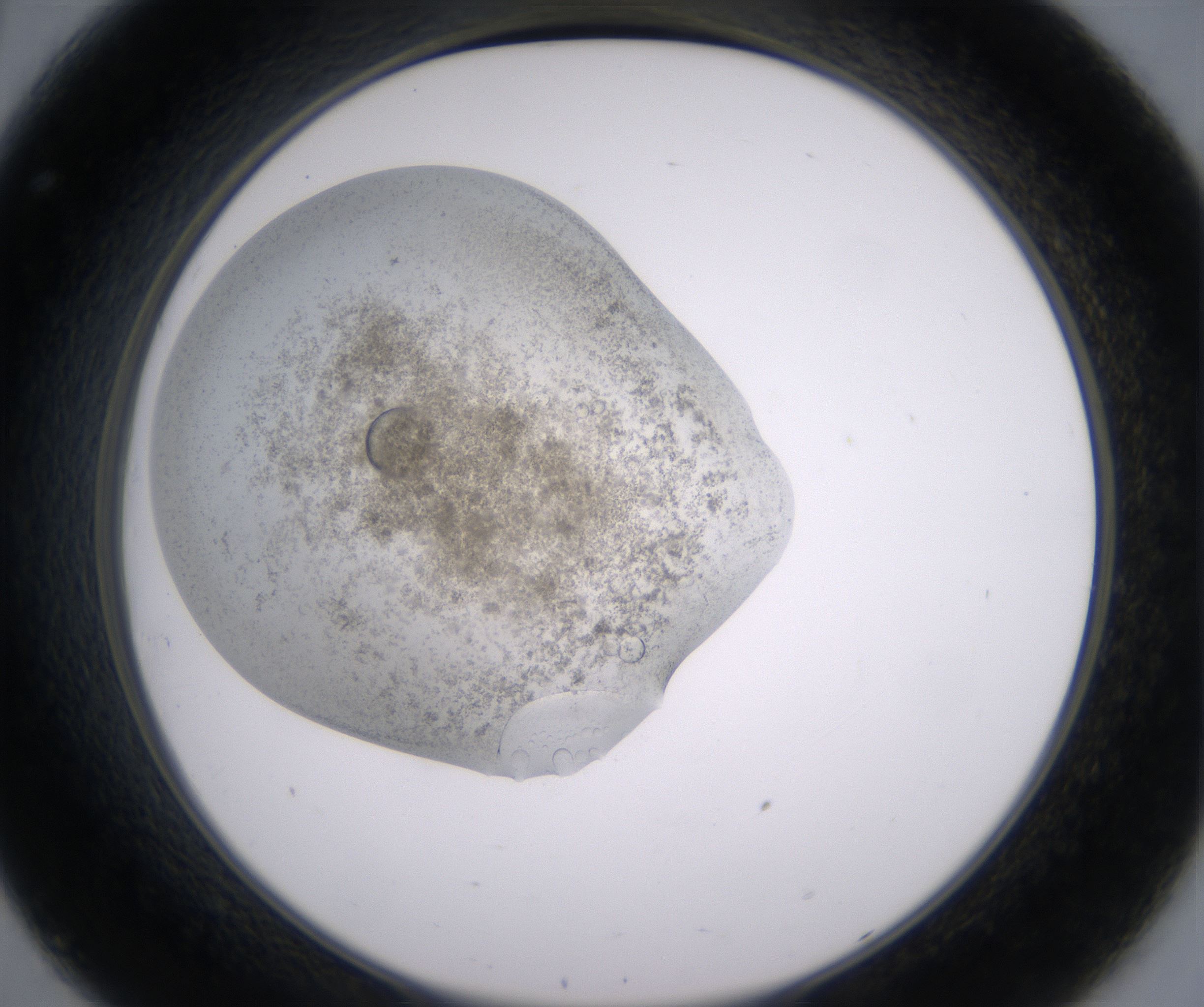 C8_HighResolution_Precipitate_2.jpg