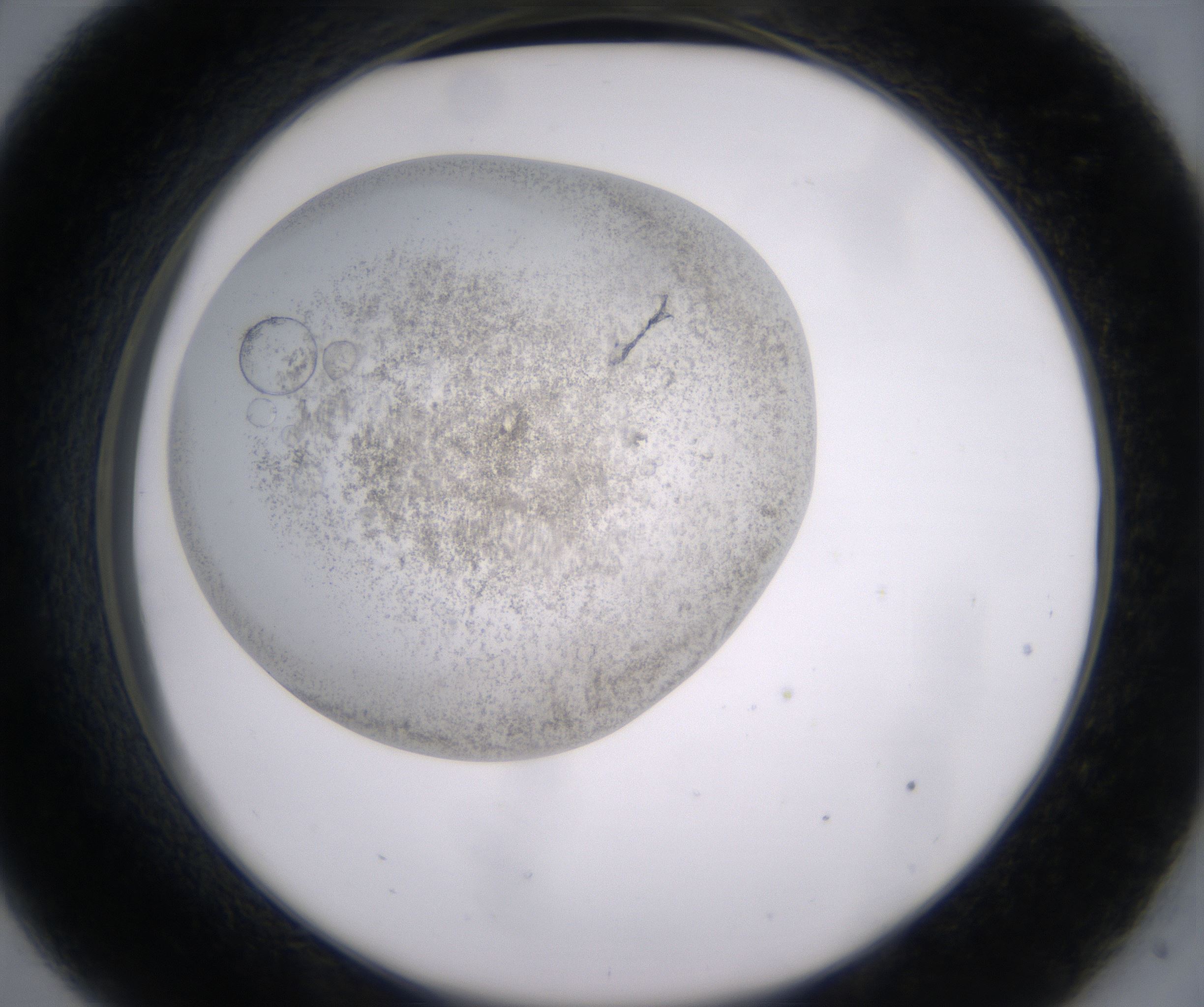 C9_HighResolution_Precipitate_2.jpg