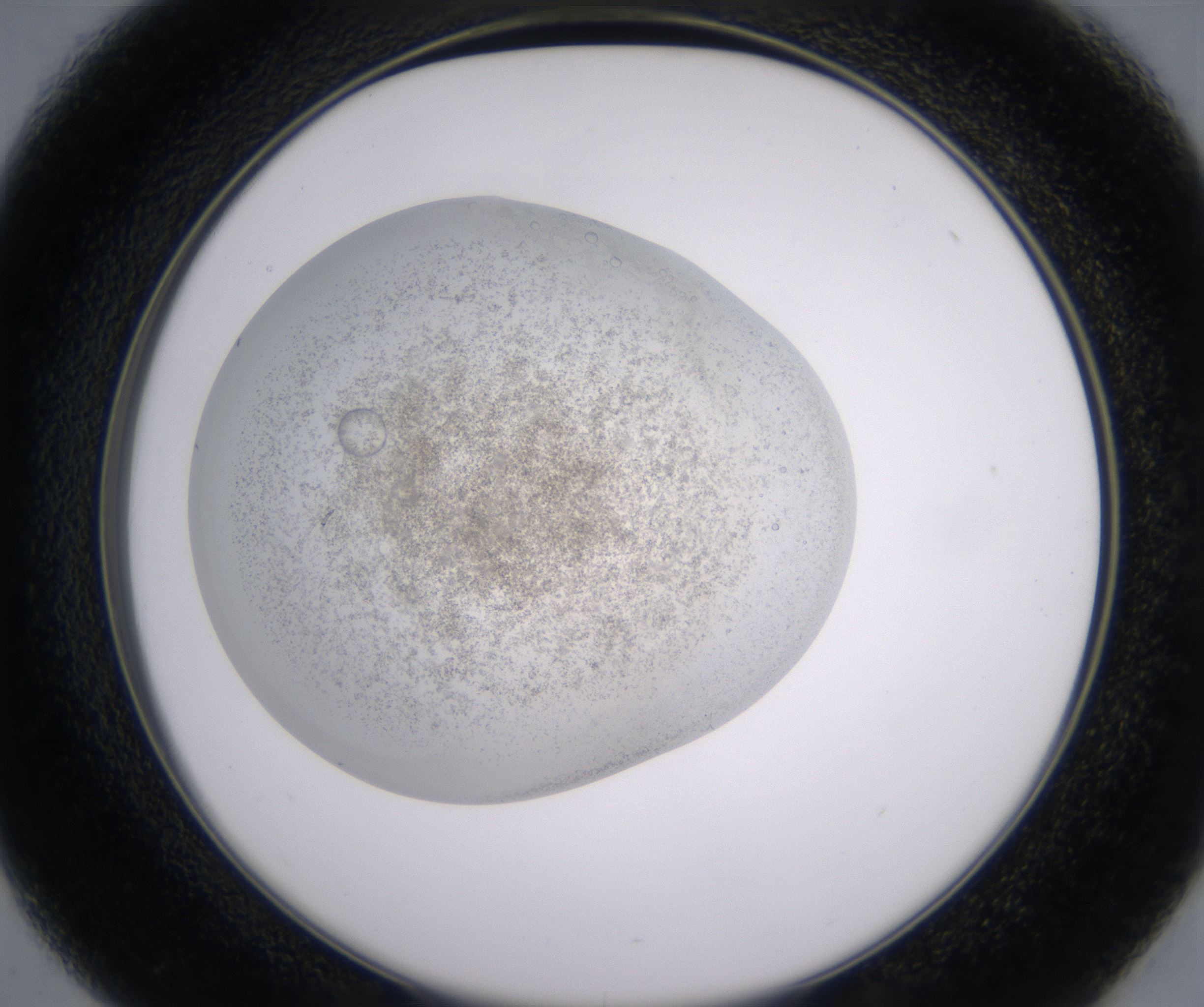D1_HighResolution_Precipitate_2.jpg