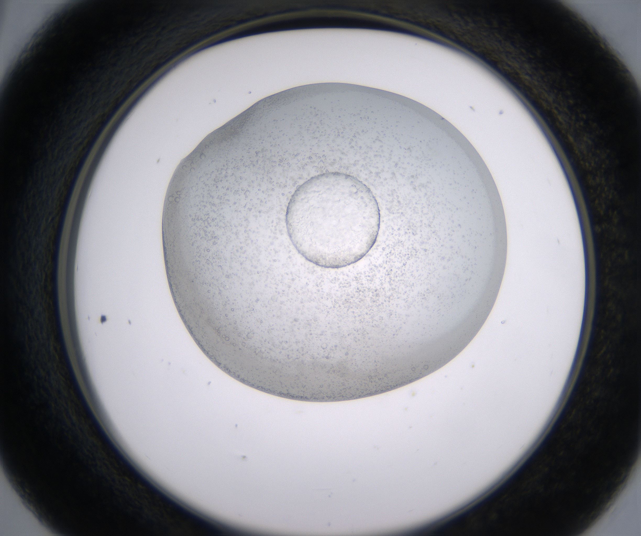 D5_HighResolution_Precipitate_2.jpg