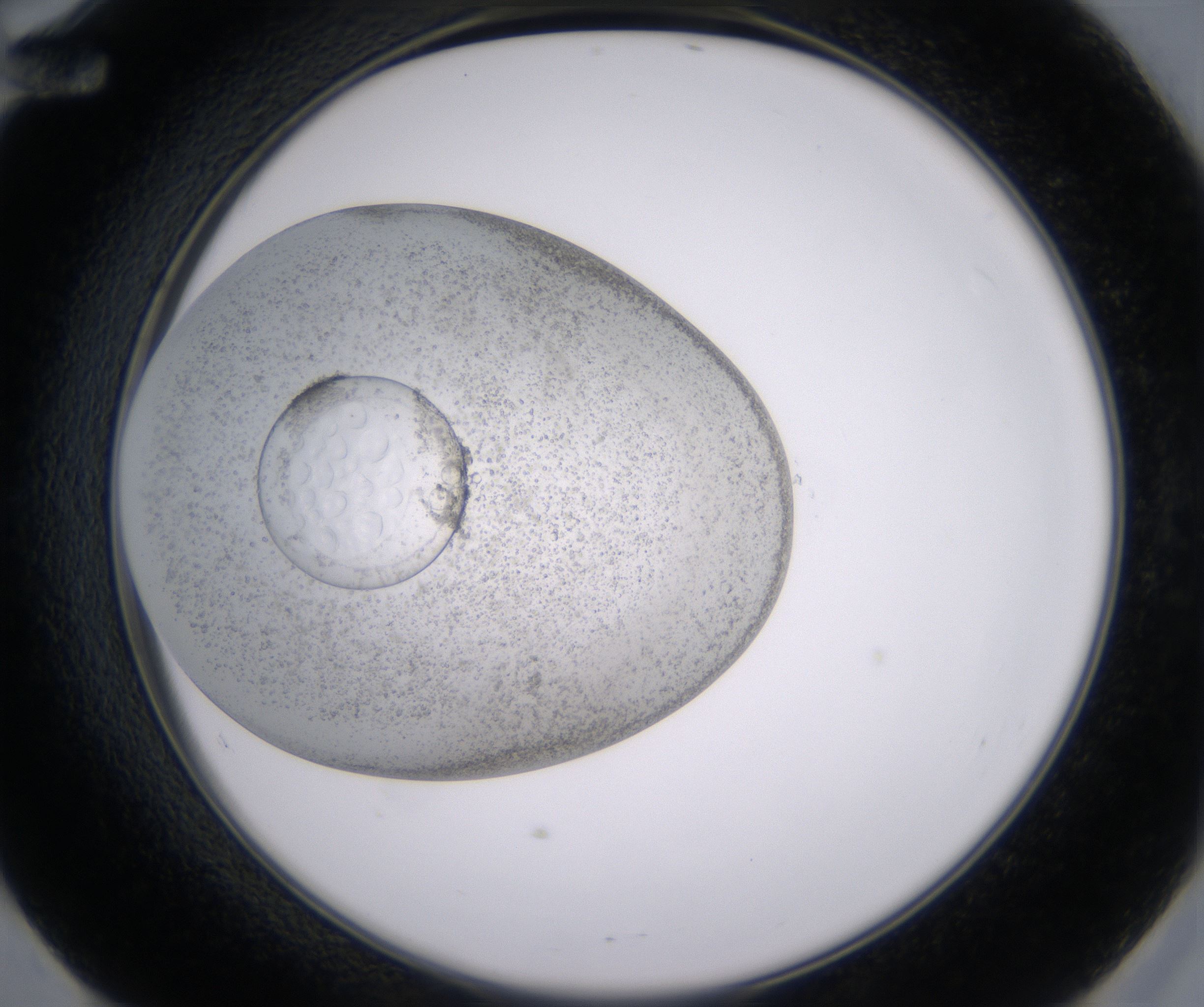 E12_HighResolution_Precipitate_2.jpg