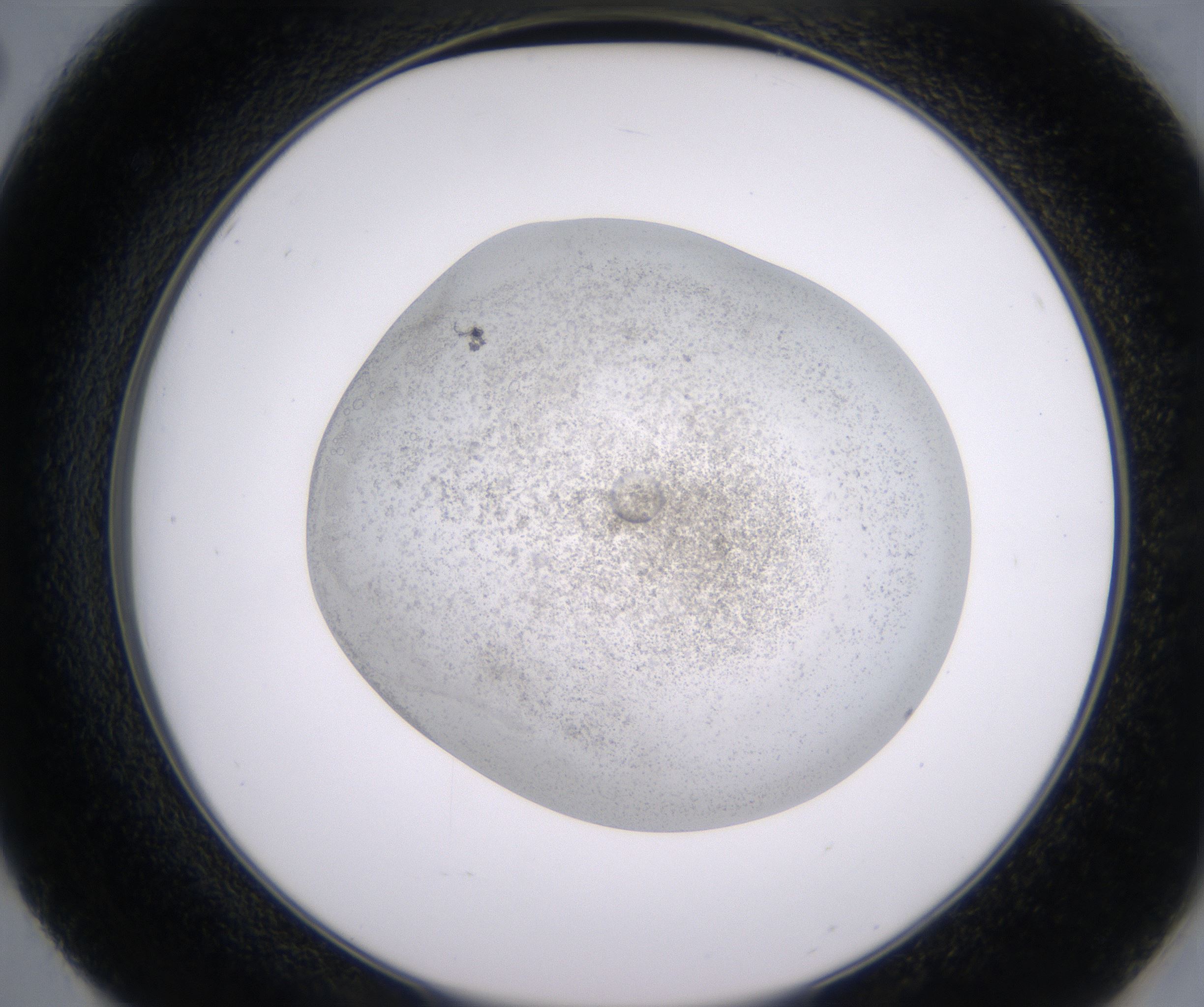 E2_HighResolution_Precipitate_2.jpg