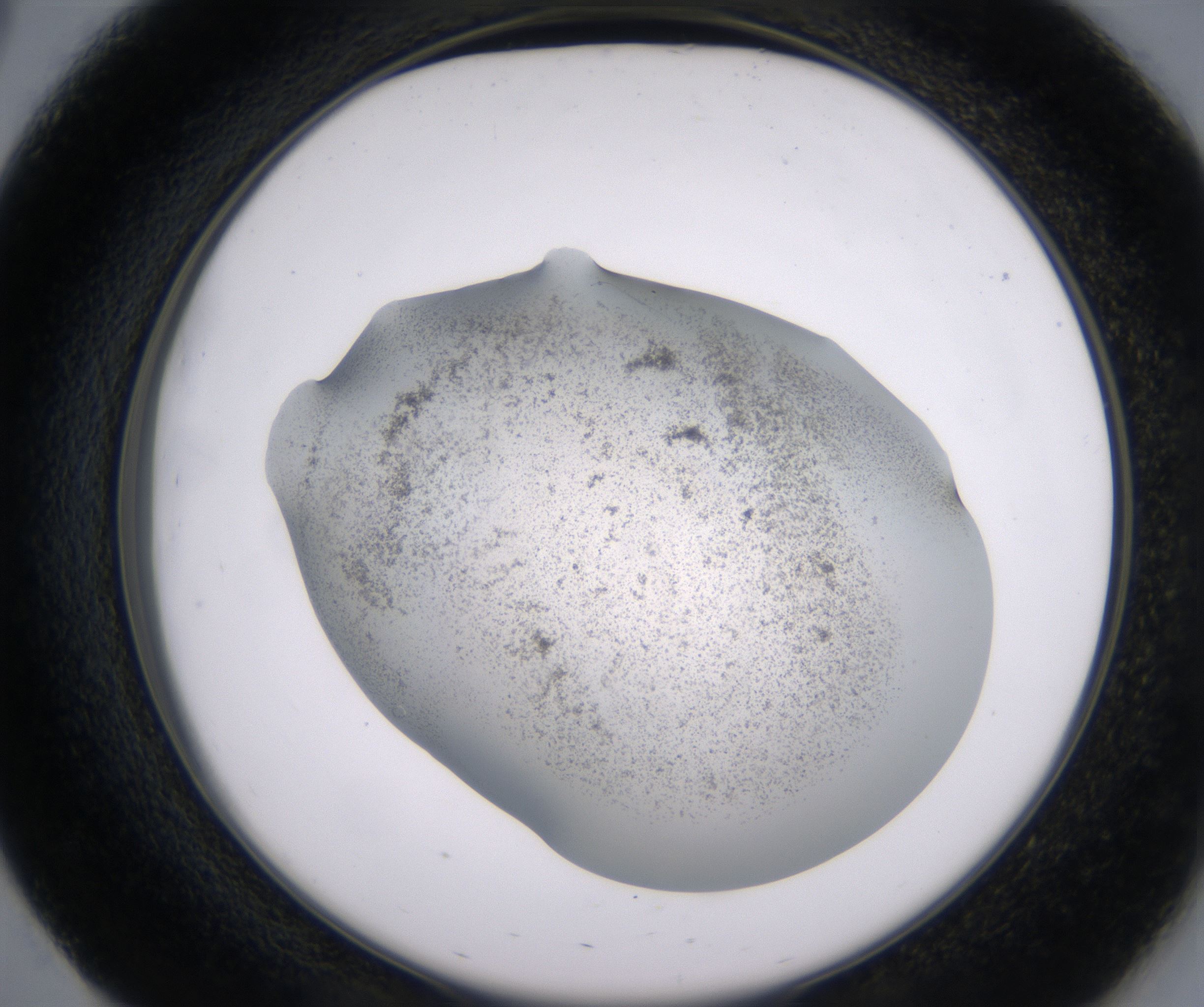 E3_HighResolution_Precipitate_2.jpg