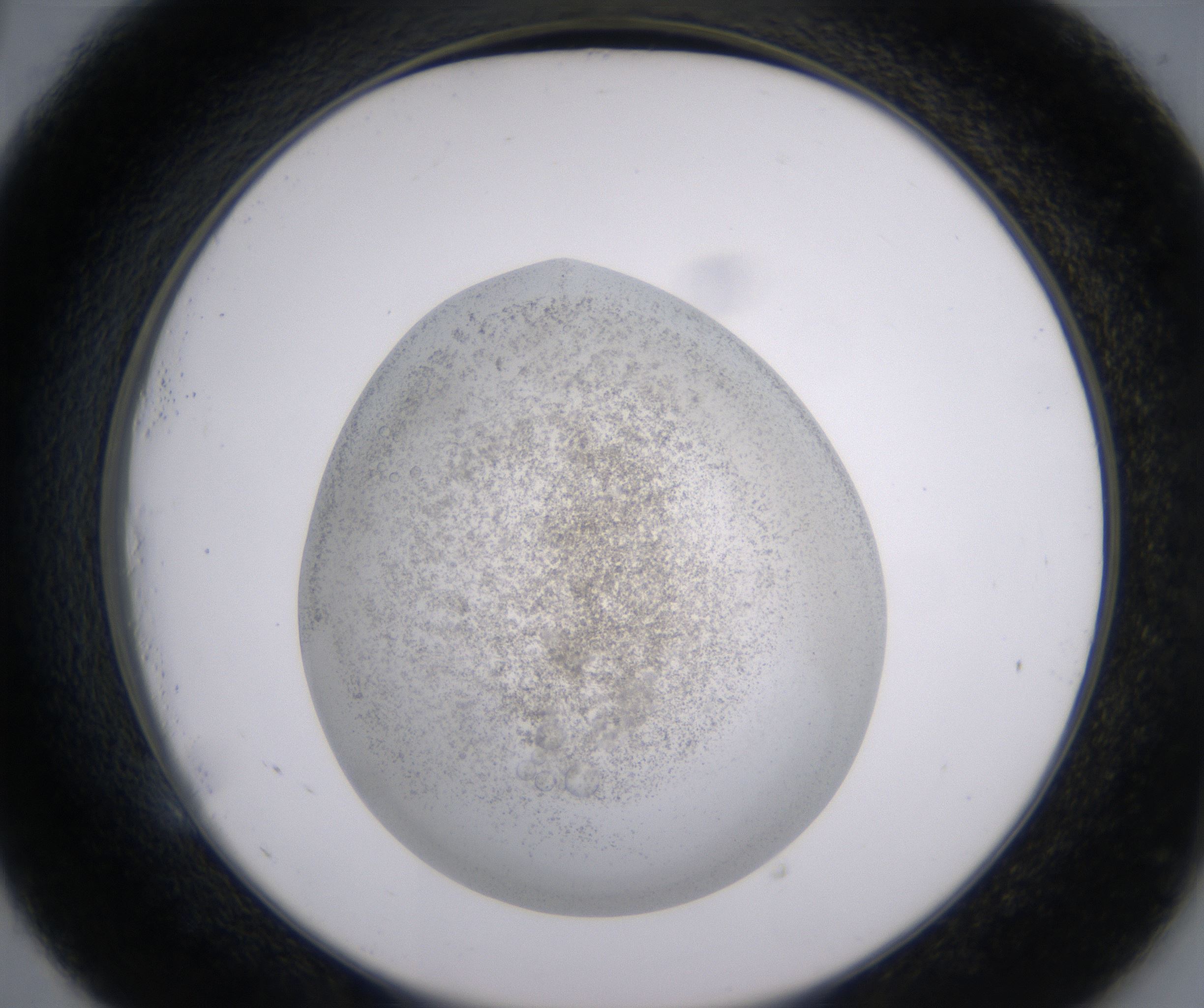 E5_HighResolution_Precipitate_2.jpg