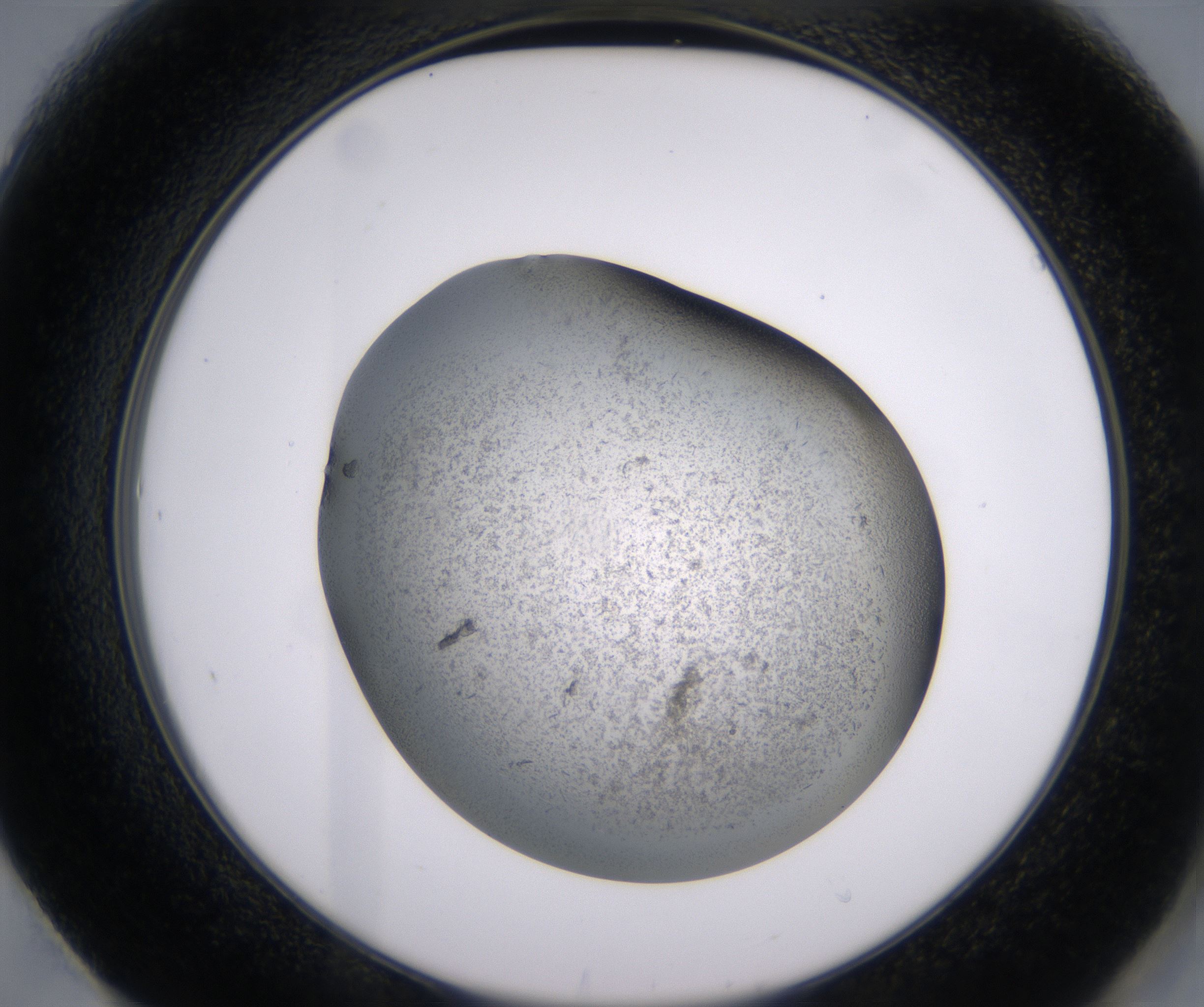 F1_HighResolution_Precipitate_2.jpg