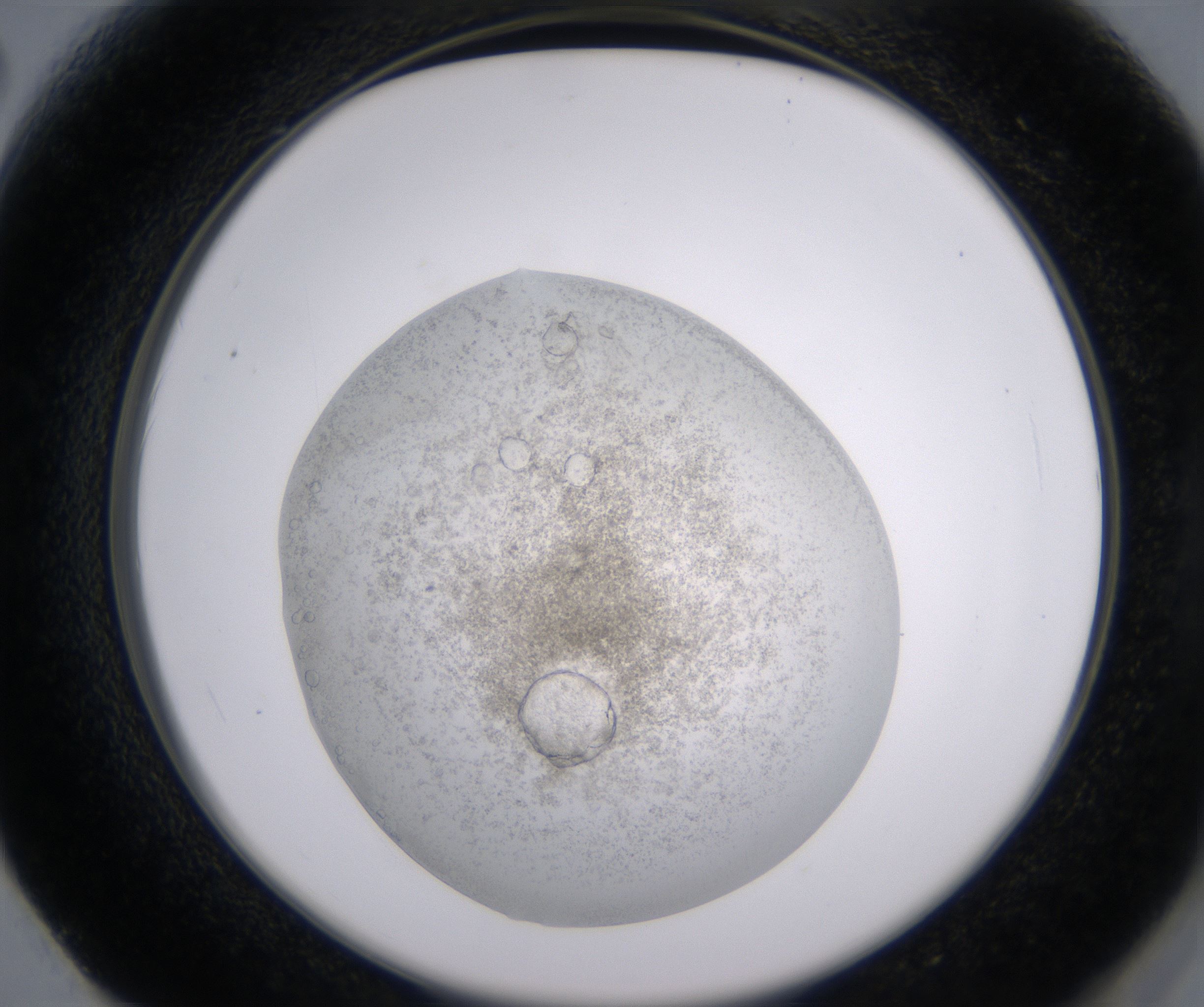F2_HighResolution_Precipitate_2.jpg
