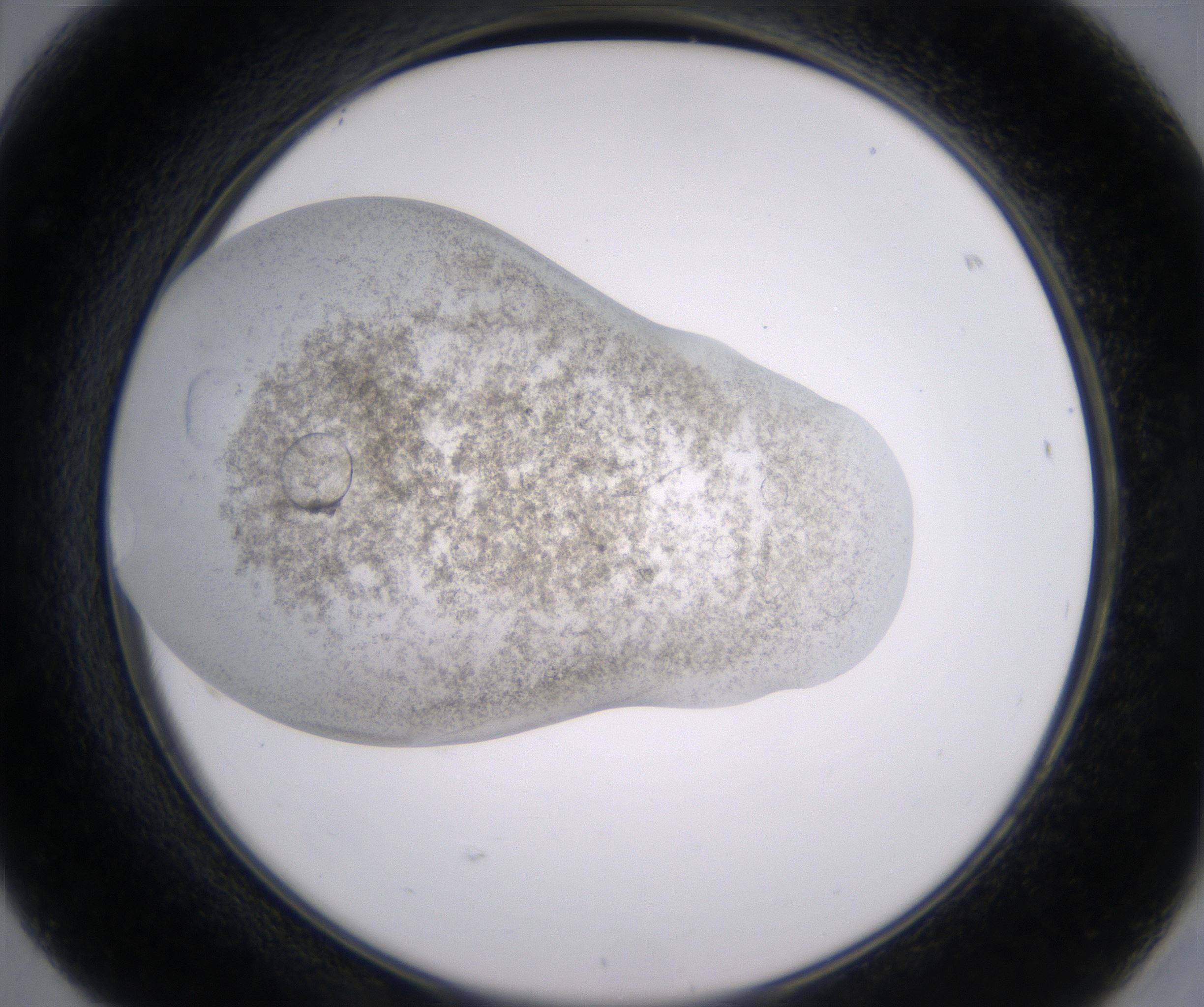 F8_HighResolution_Precipitate_2.jpg