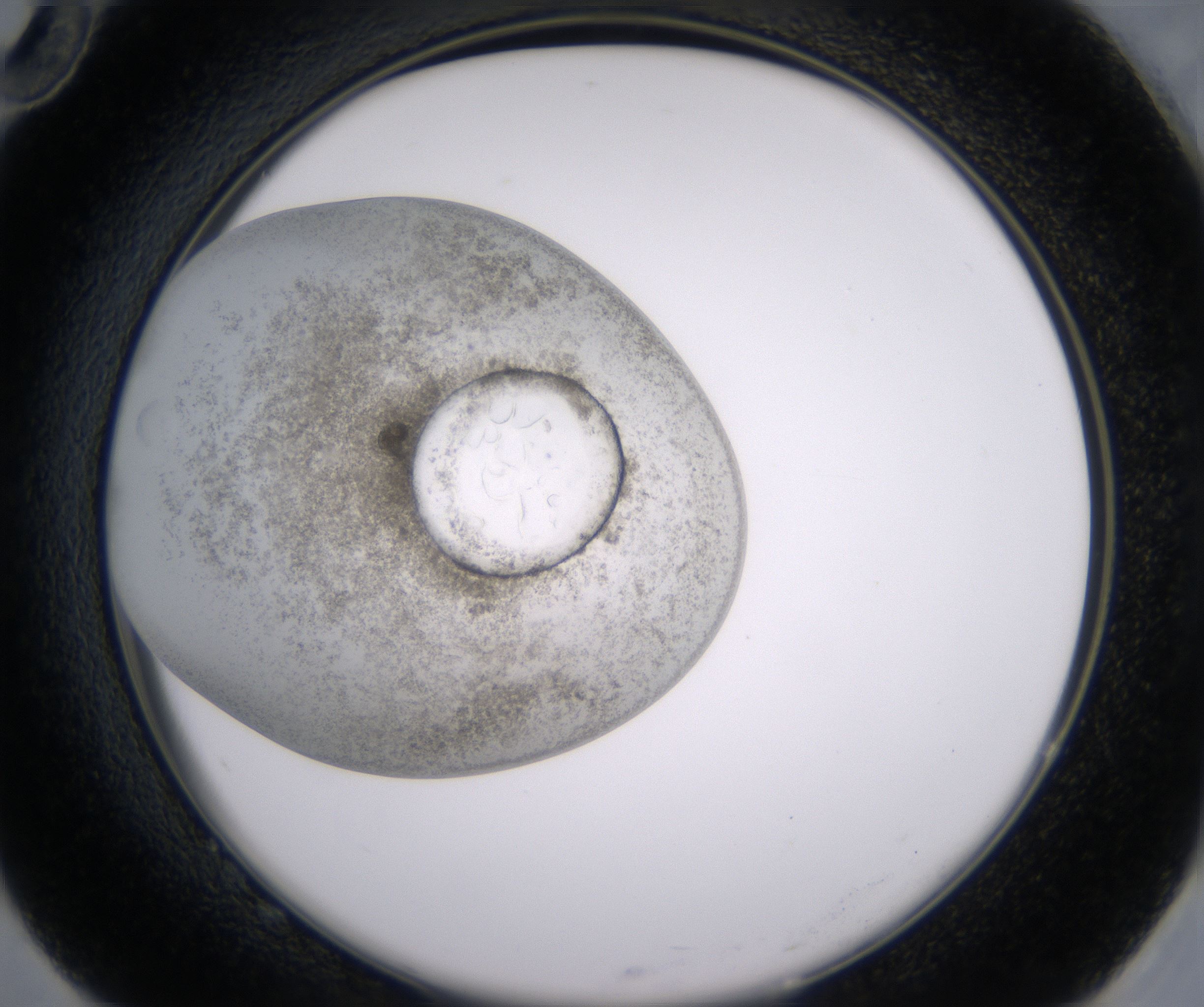 G10_HighResolution_Precipitate_2.jpg