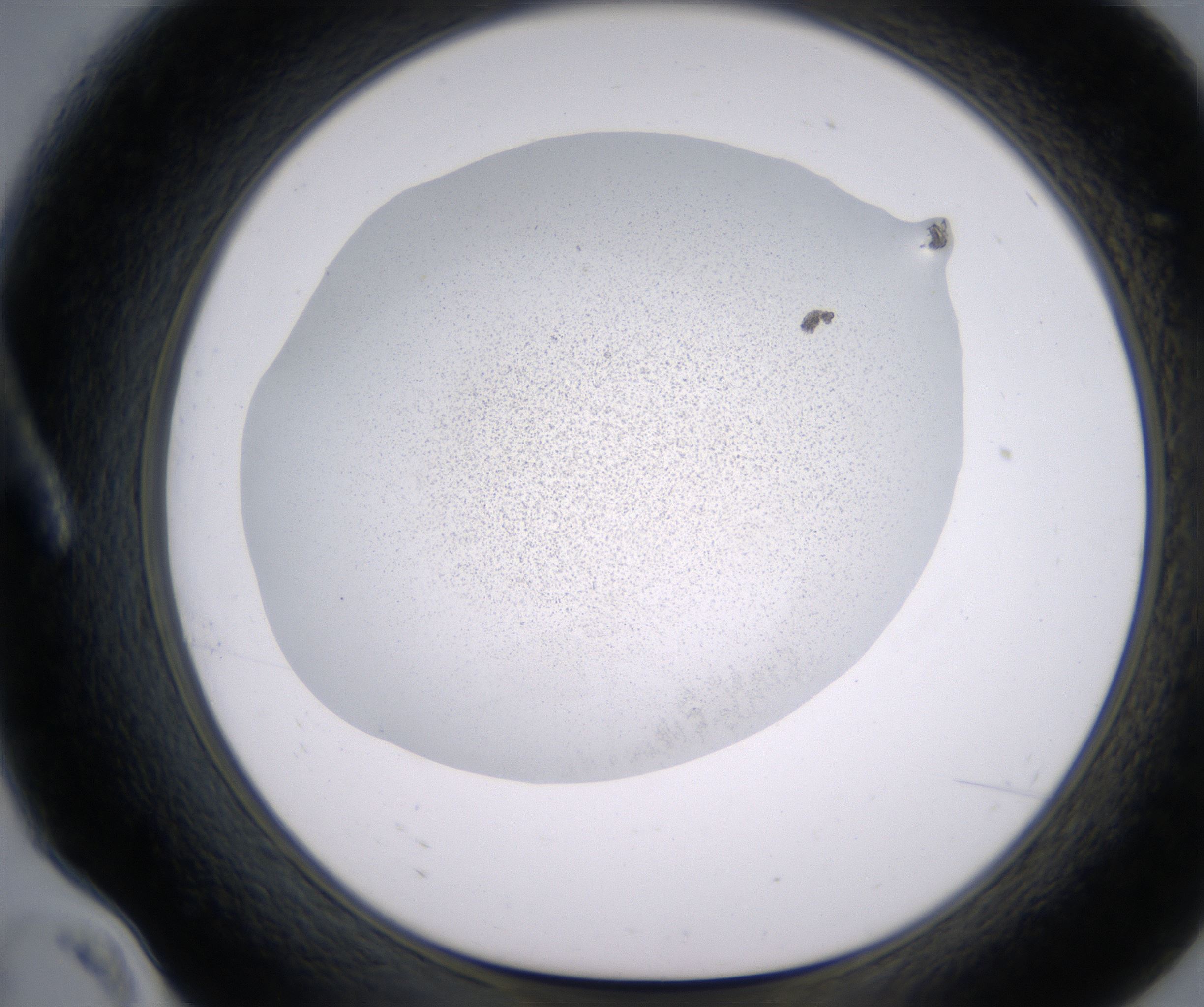 A10_HighResolution_Precipitate_1.jpg