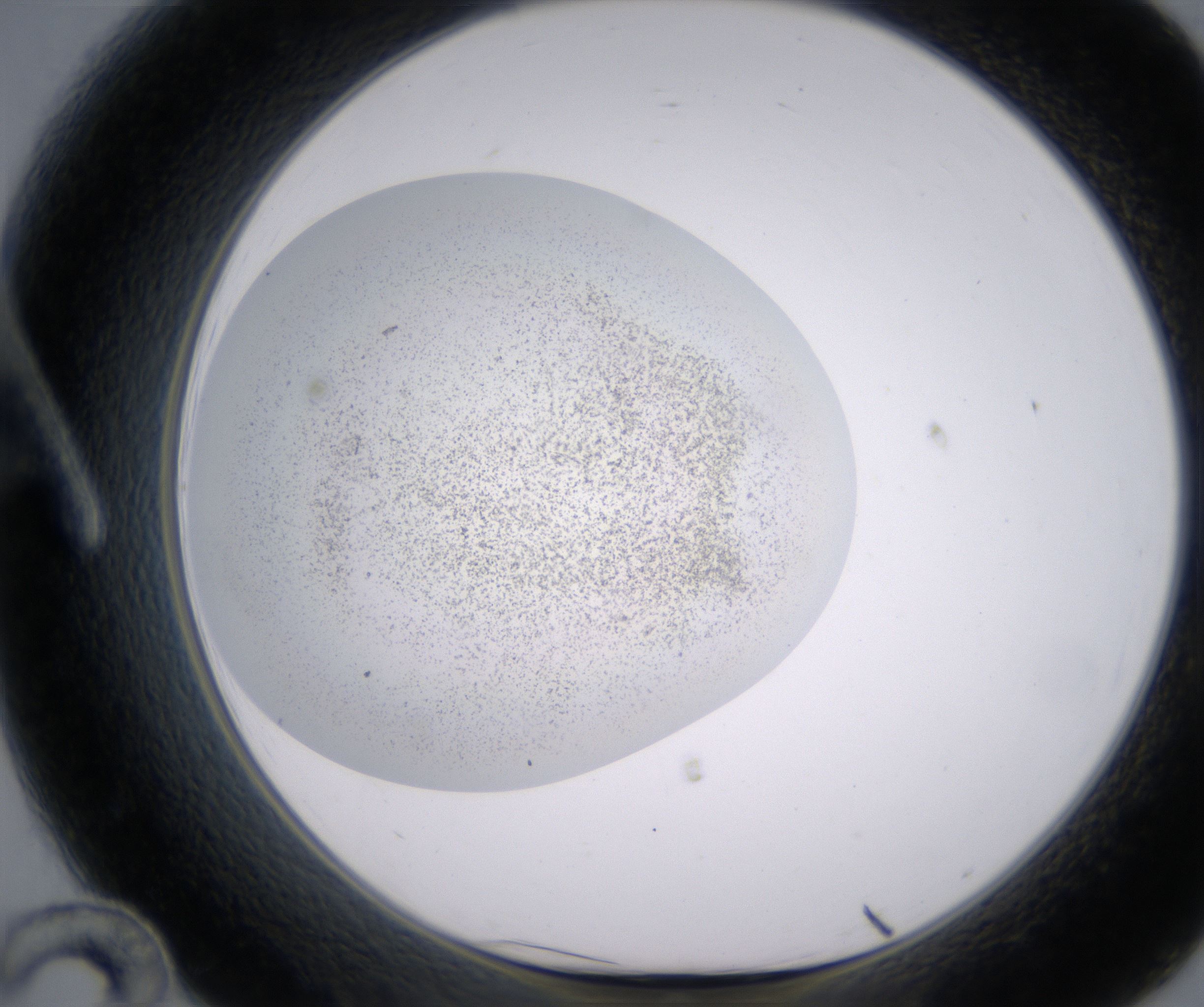 A12_HighResolution_Precipitate_1.jpg
