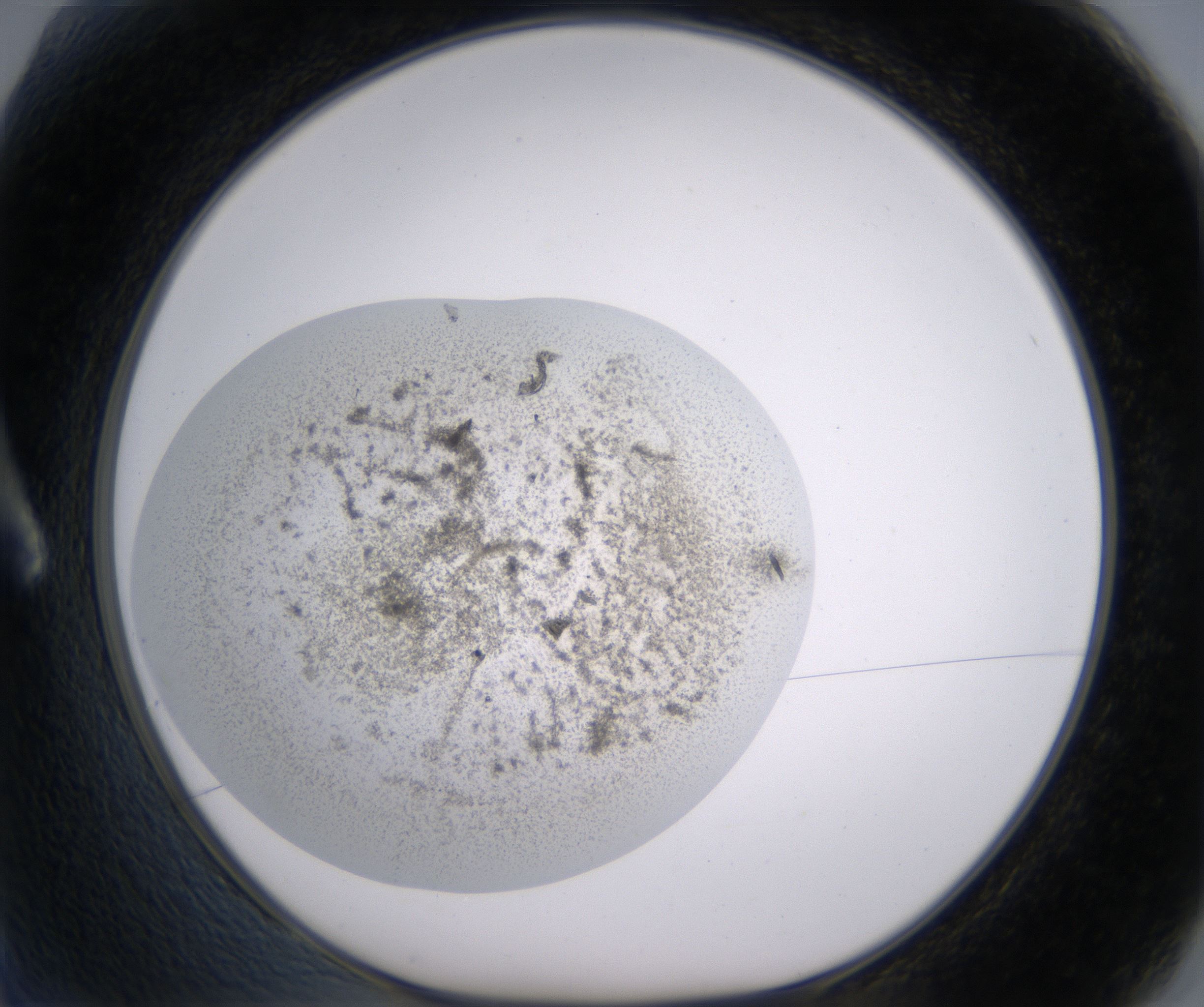 A2_HighResolution_Precipitate_1.jpg