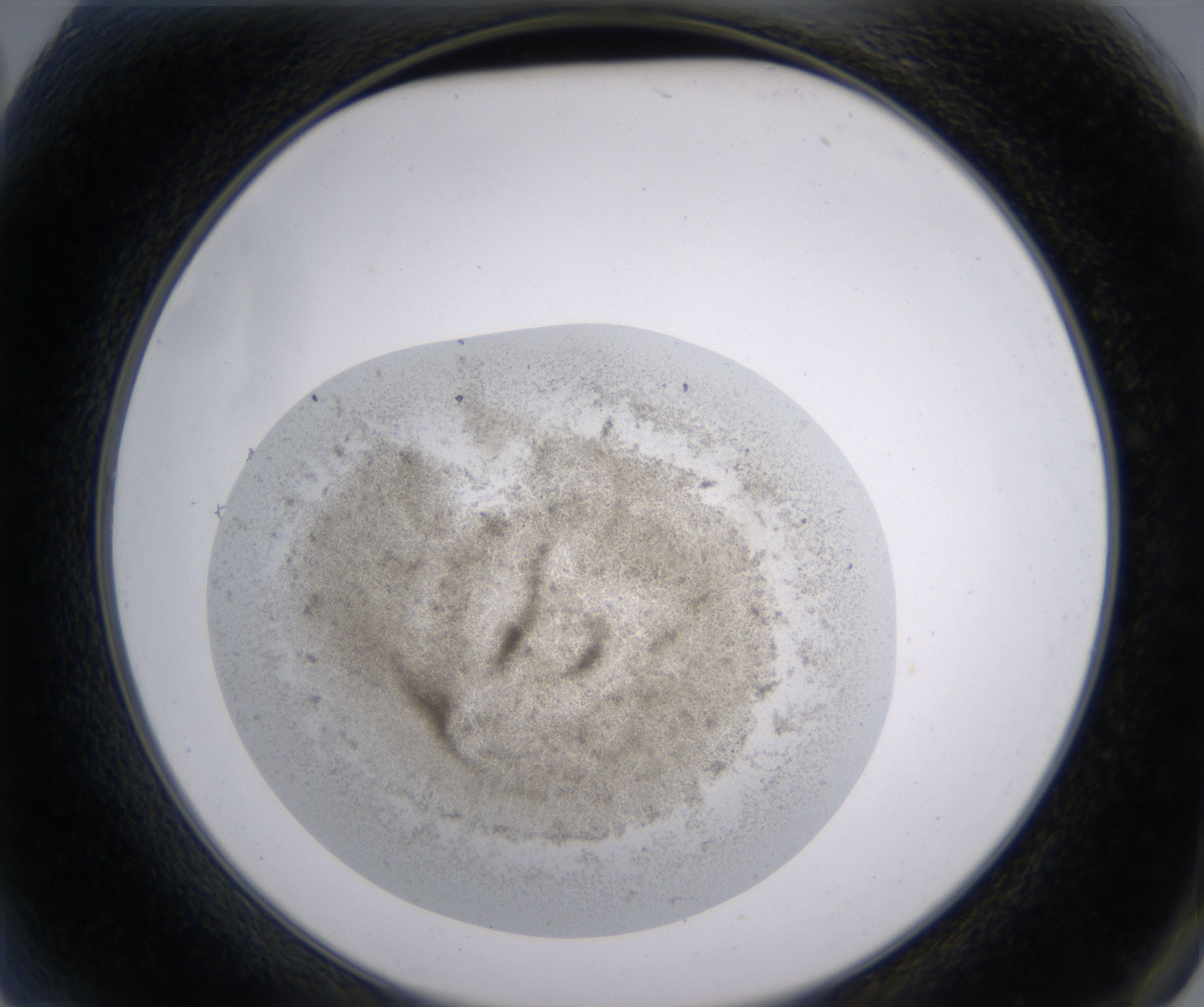 A2_HighResolution_Precipitate_2.jpg