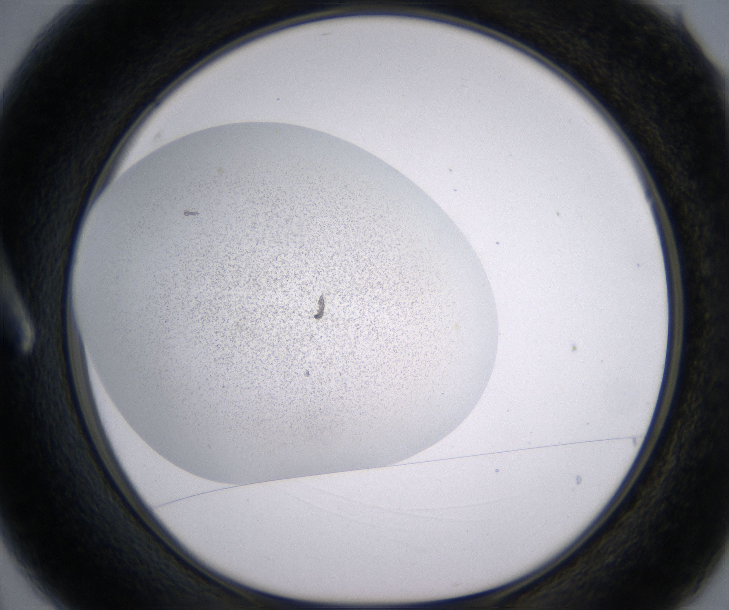 A3_HighResolution_Precipitate_1.jpg