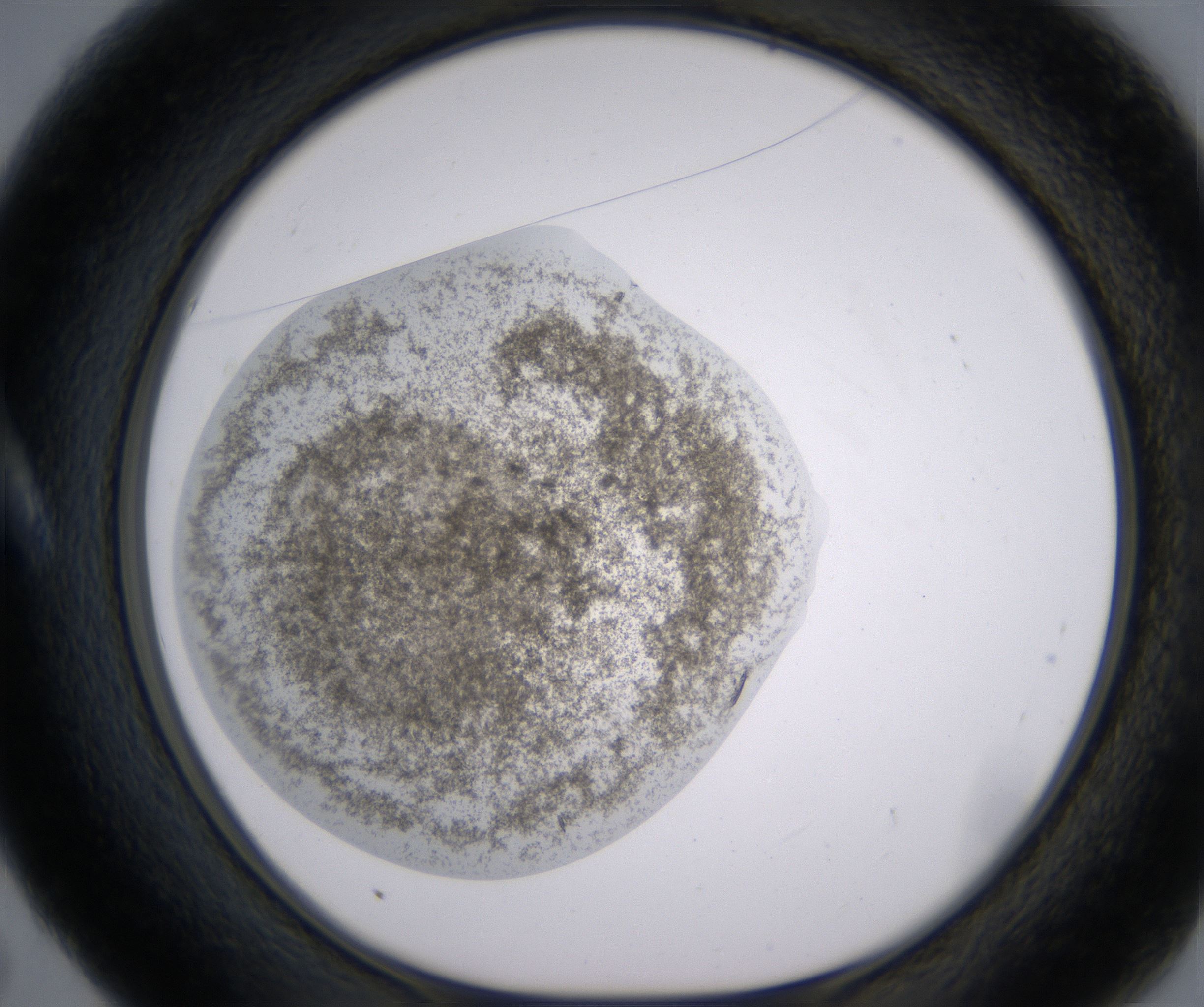 A5_HighResolution_Precipitate_1.jpg