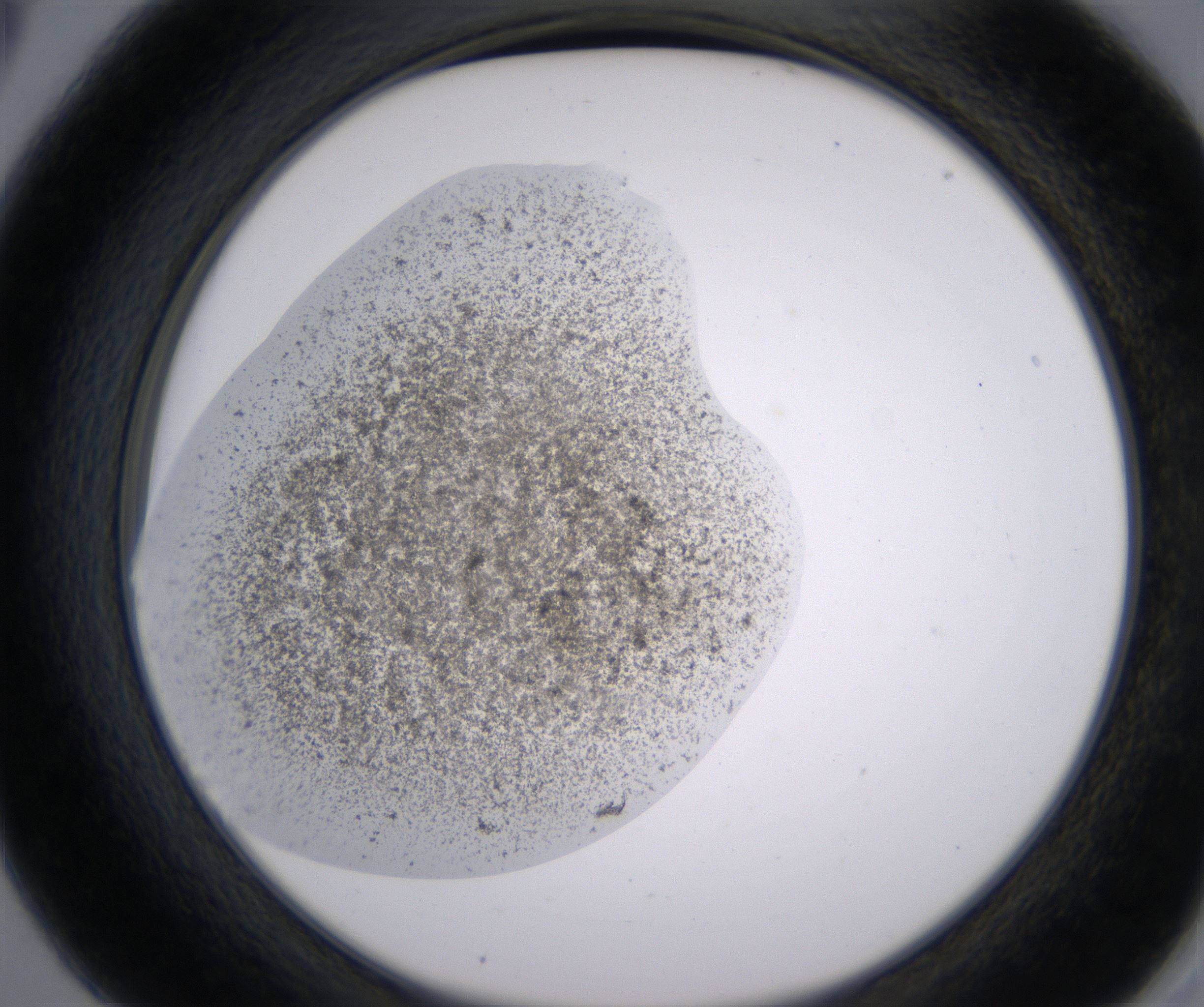 A5_HighResolution_Precipitate_2.jpg