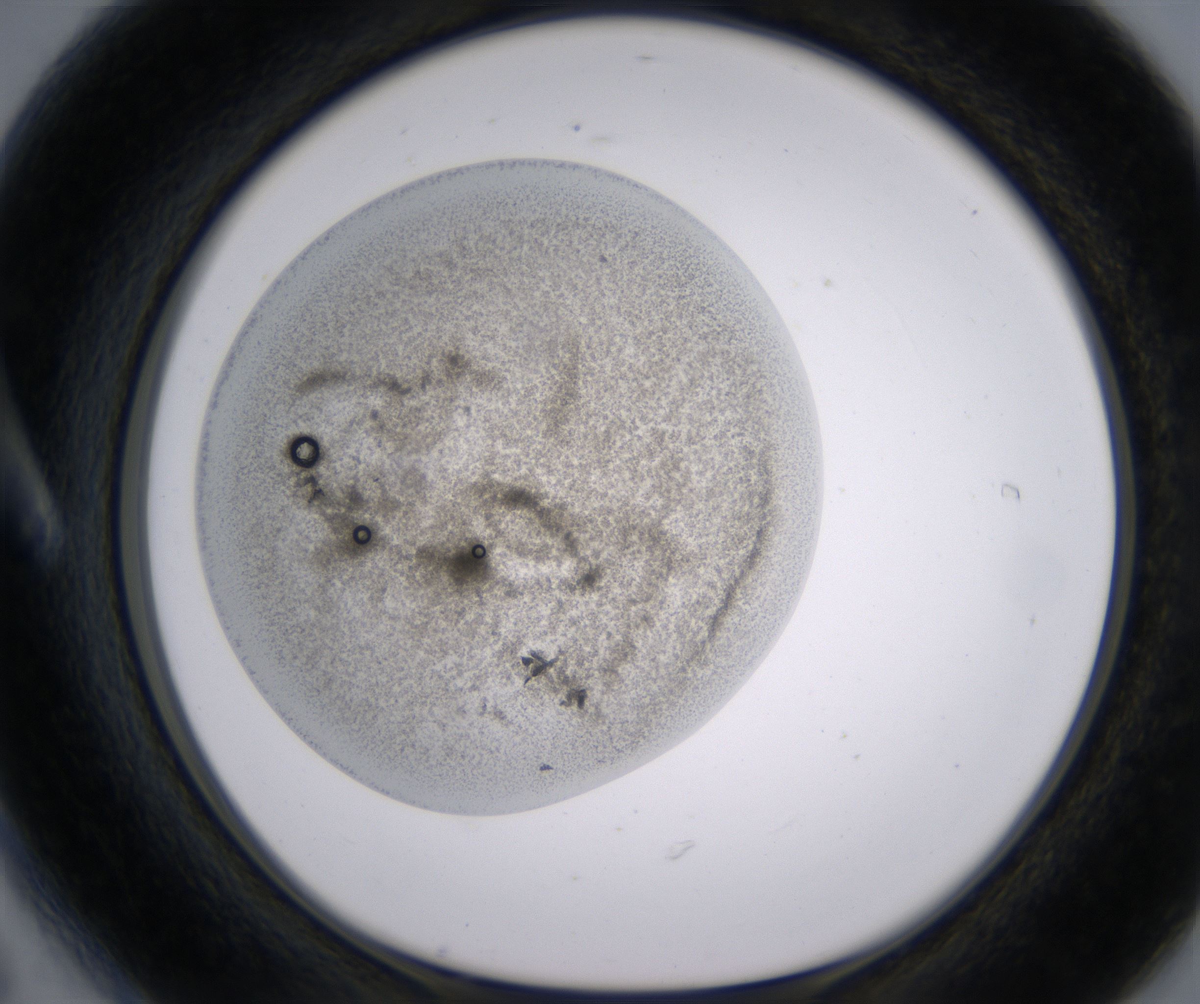 A6_HighResolution_Precipitate_1.jpg