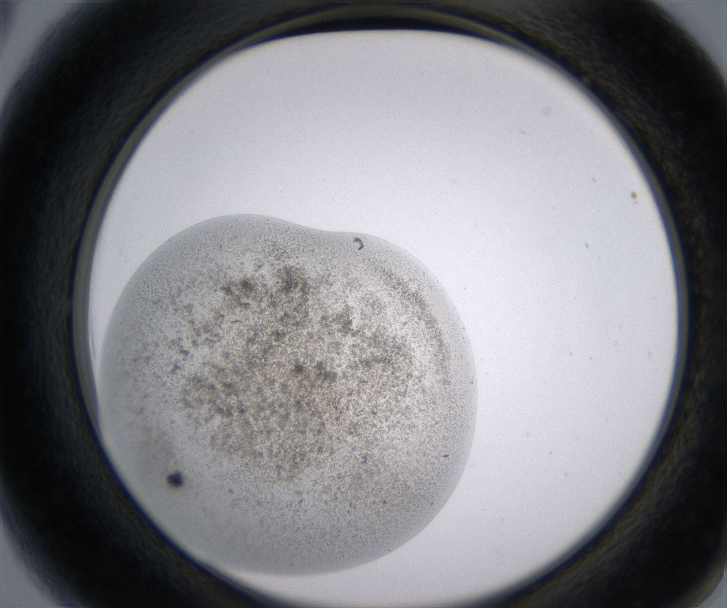 A6_HighResolution_Precipitate_2.jpg