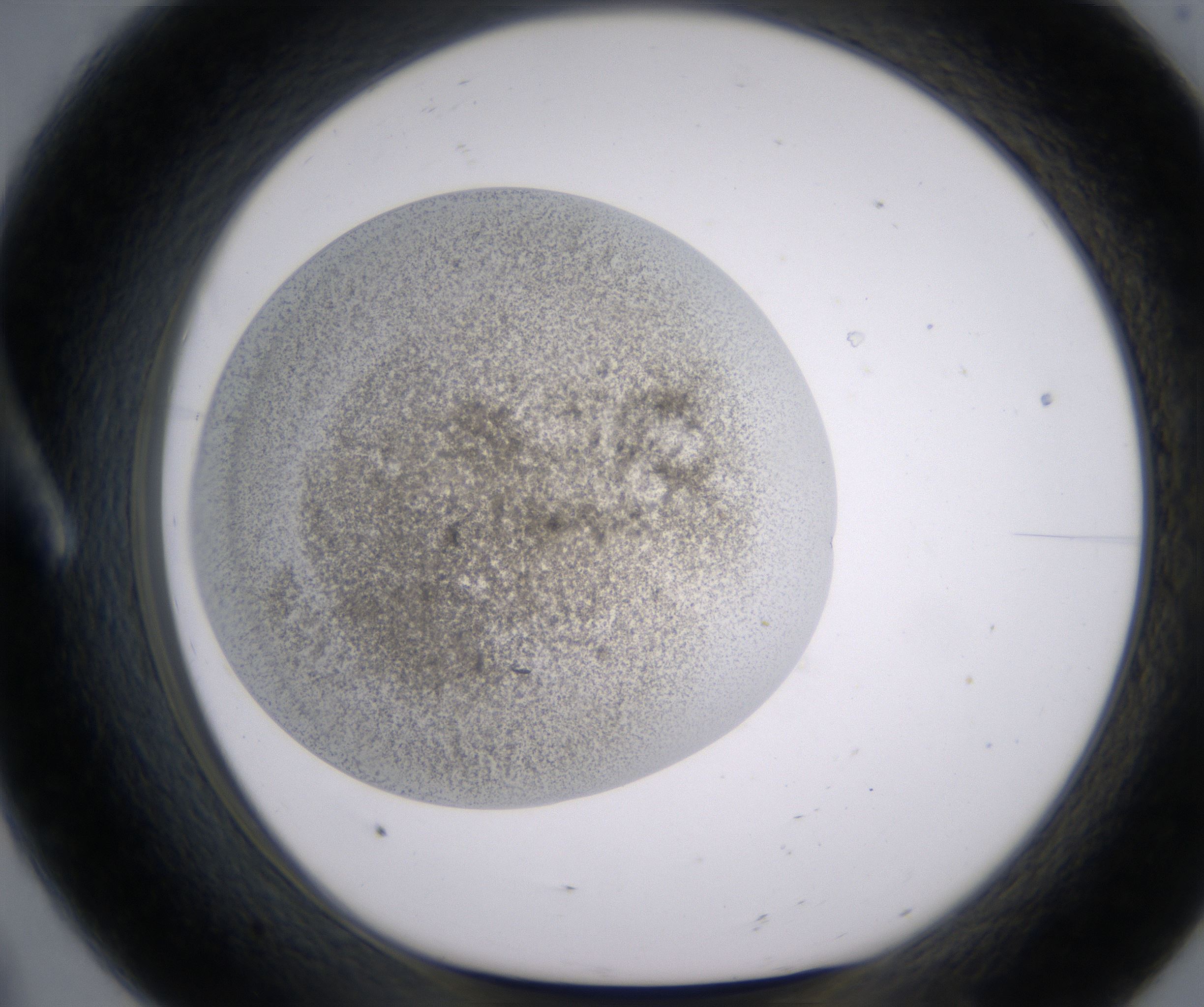 A8_HighResolution_Precipitate_1.jpg