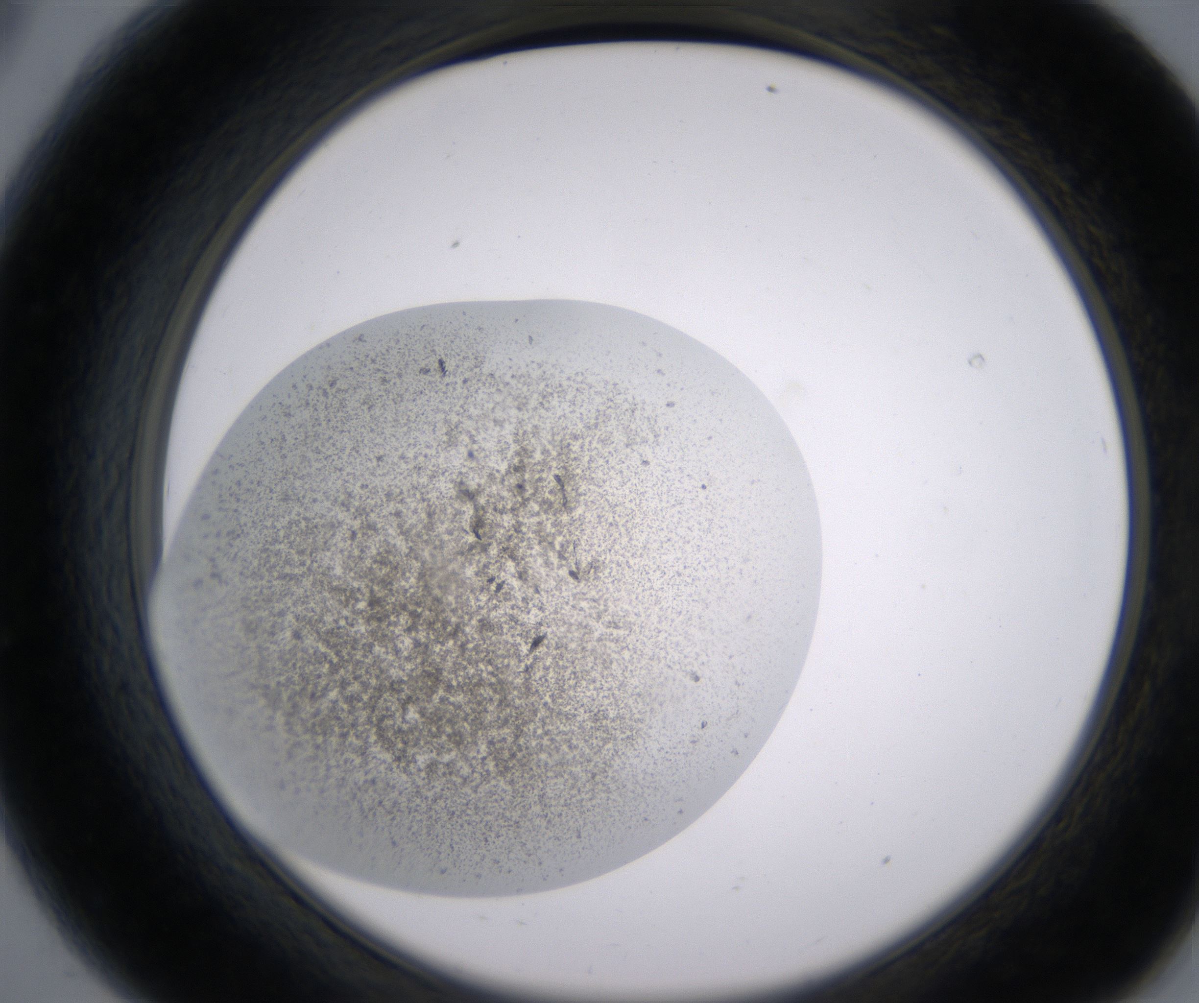 A8_HighResolution_Precipitate_2.jpg