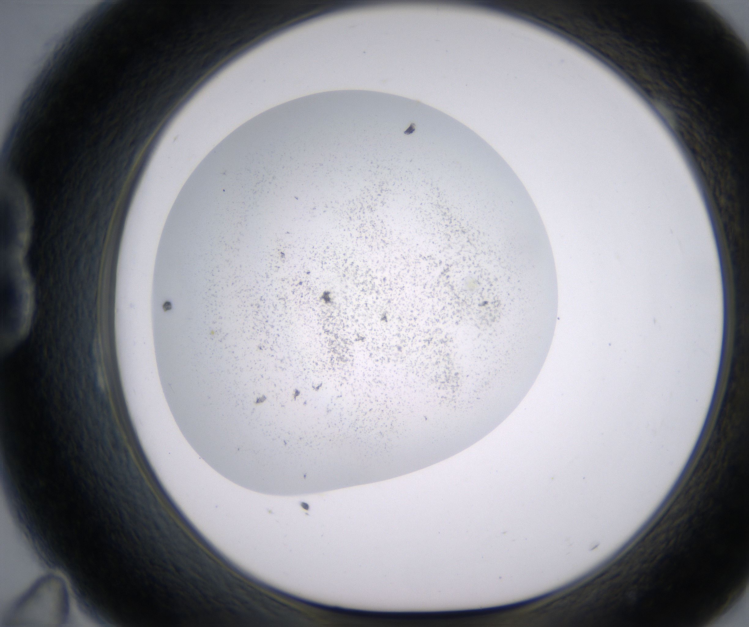 B11_HighResolution_Precipitate_1.jpg