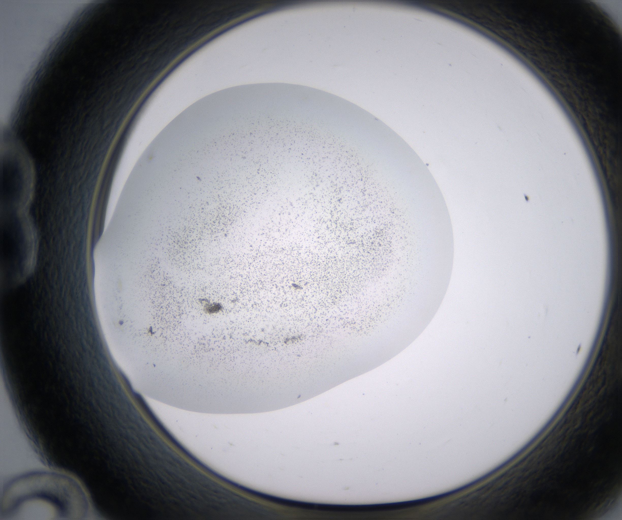 B12_HighResolution_Precipitate_1.jpg