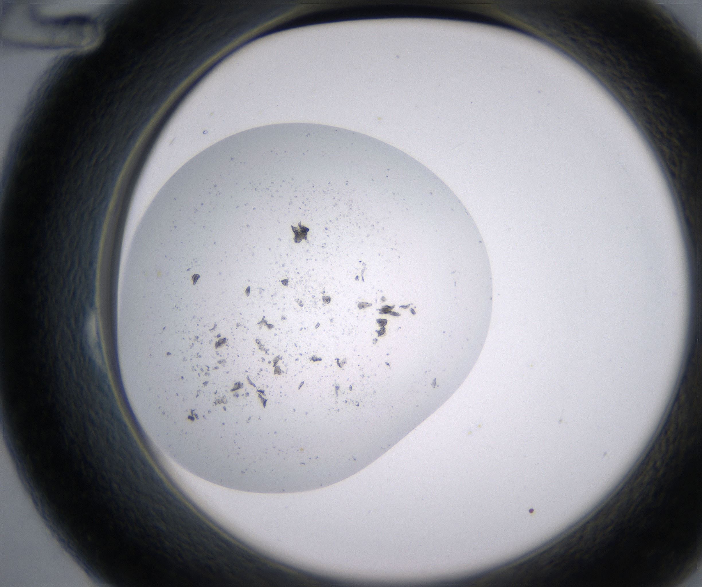B12_HighResolution_Precipitate_2.jpg