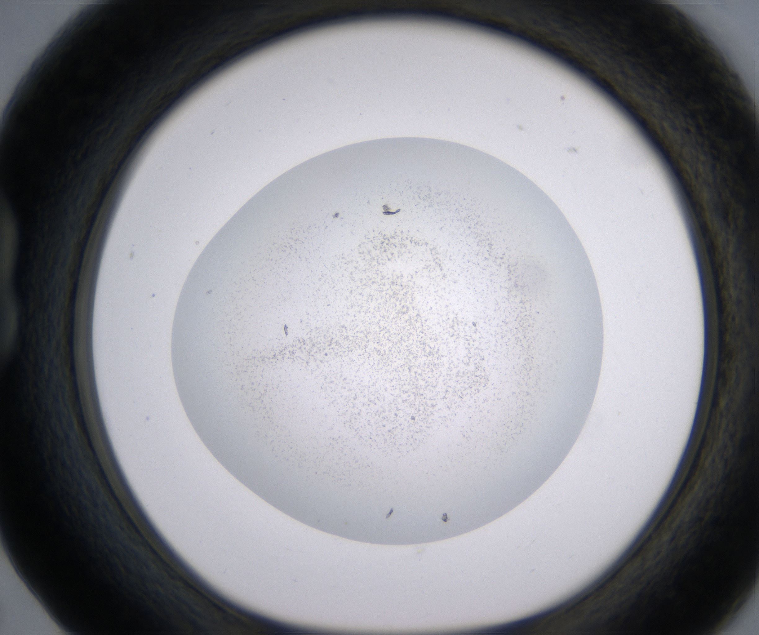 B5_HighResolution_Precipitate_1.jpg