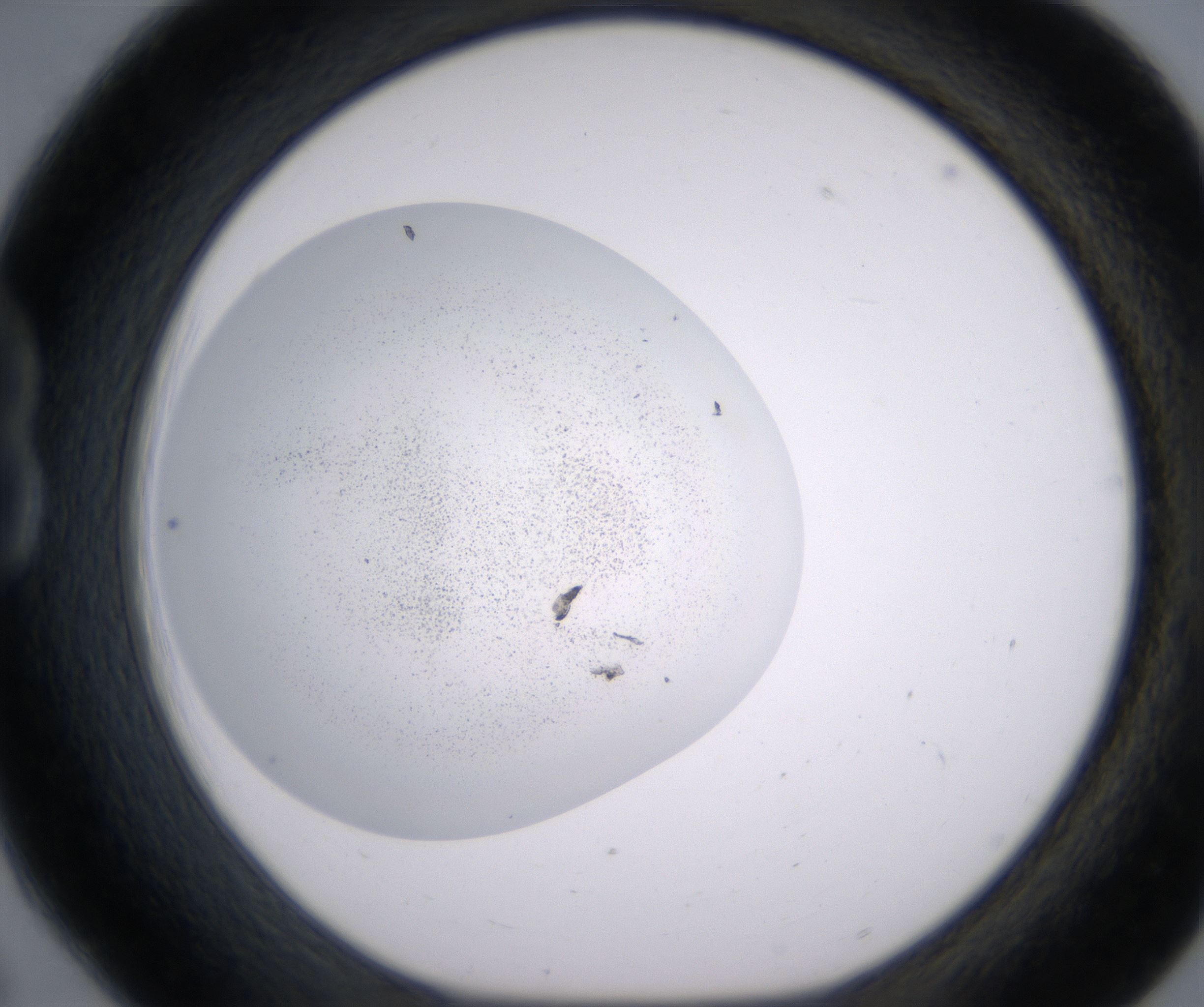 B6_HighResolution_Precipitate_1.jpg