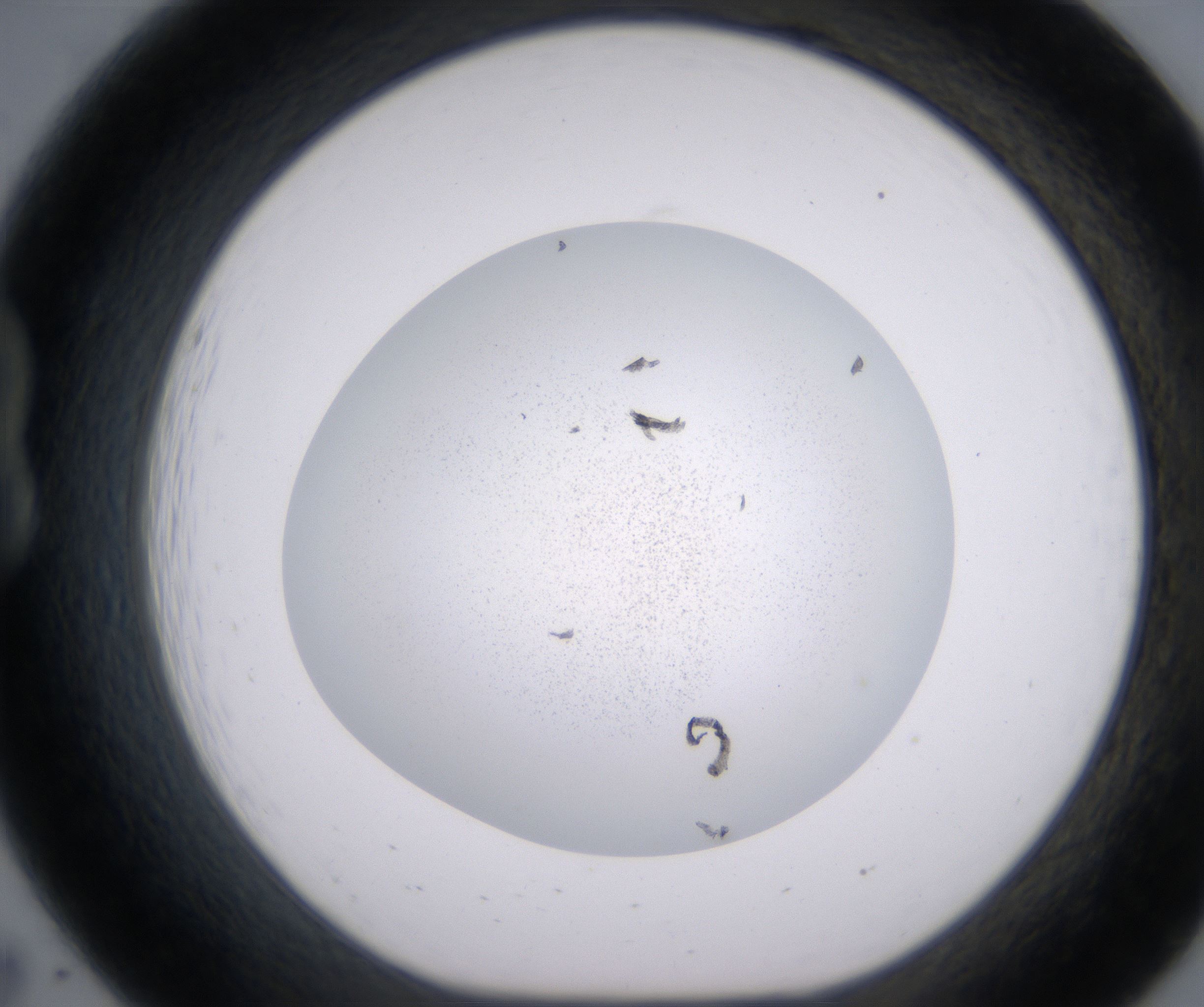 B7_HighResolution_Precipitate_1.jpg