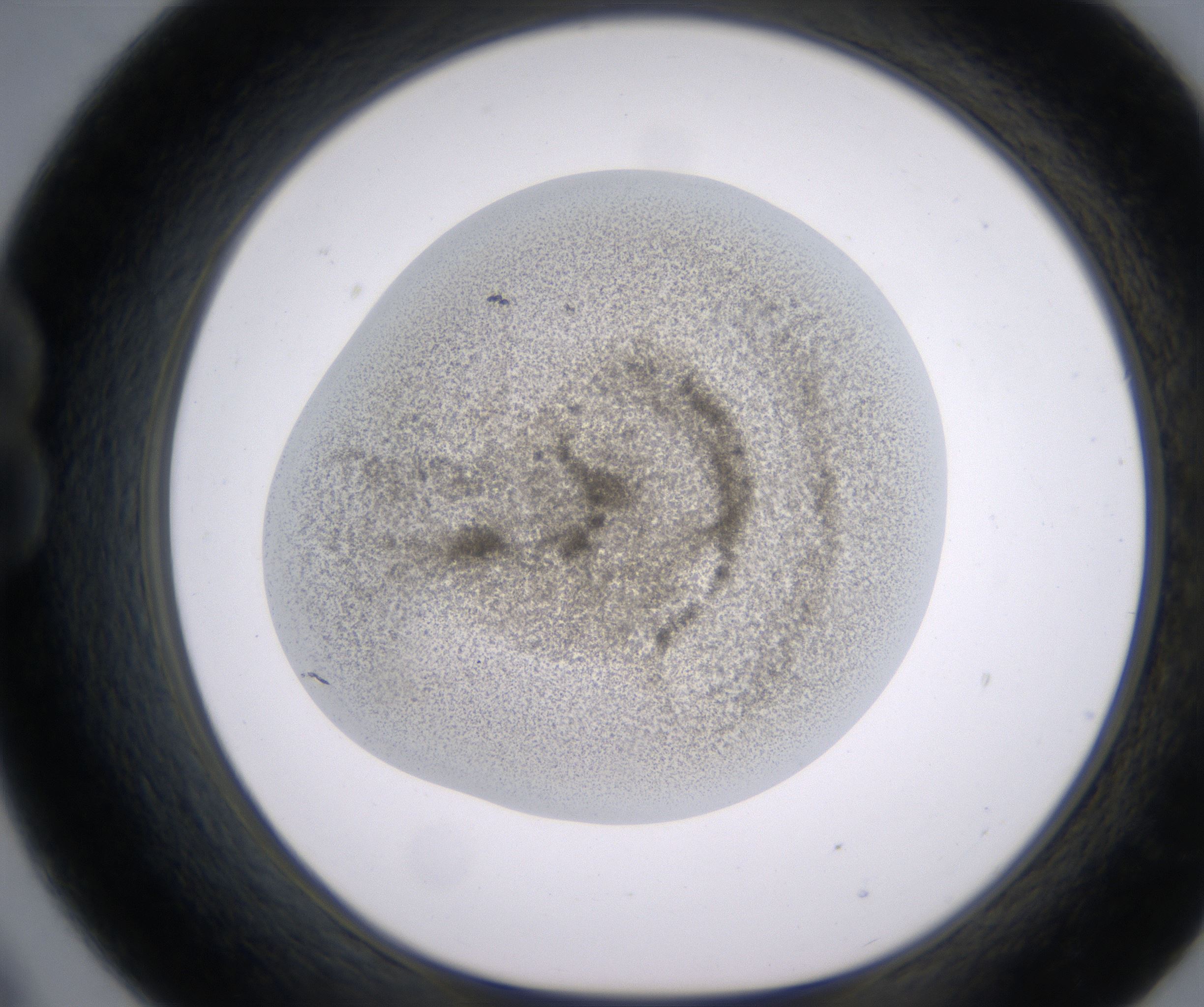 B9_HighResolution_Precipitate_1.jpg