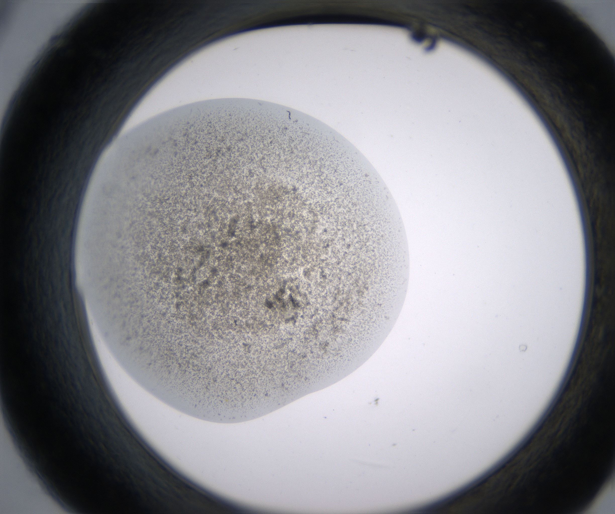 B9_HighResolution_Precipitate_2.jpg