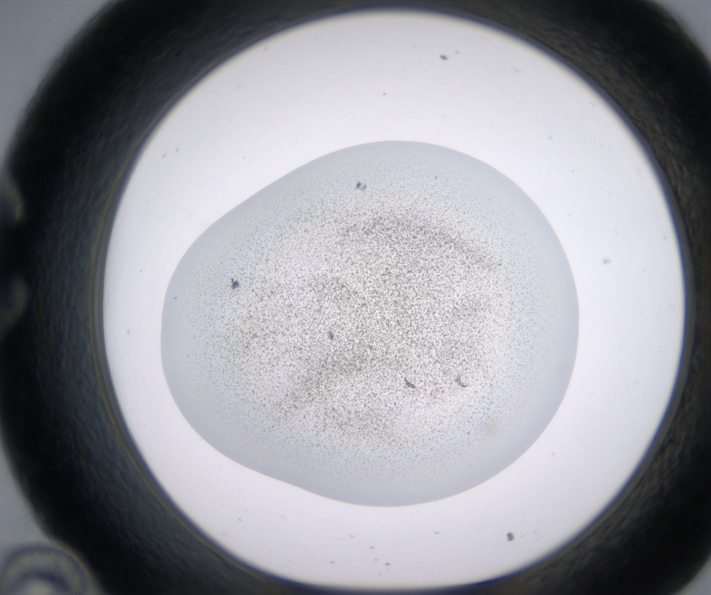 C10_HighResolution_Precipitate_1.jpg