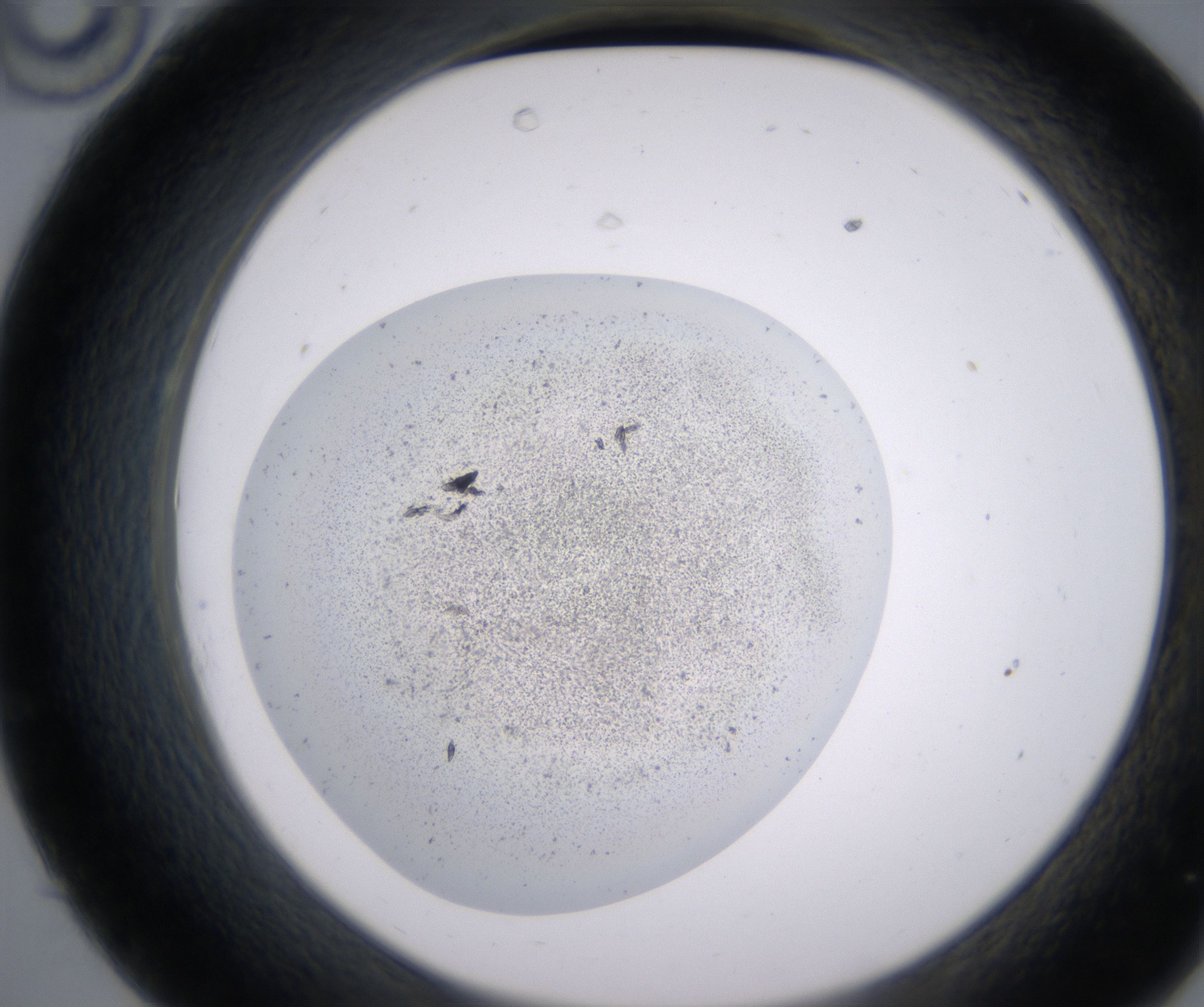 C10_HighResolution_Precipitate_2.jpg
