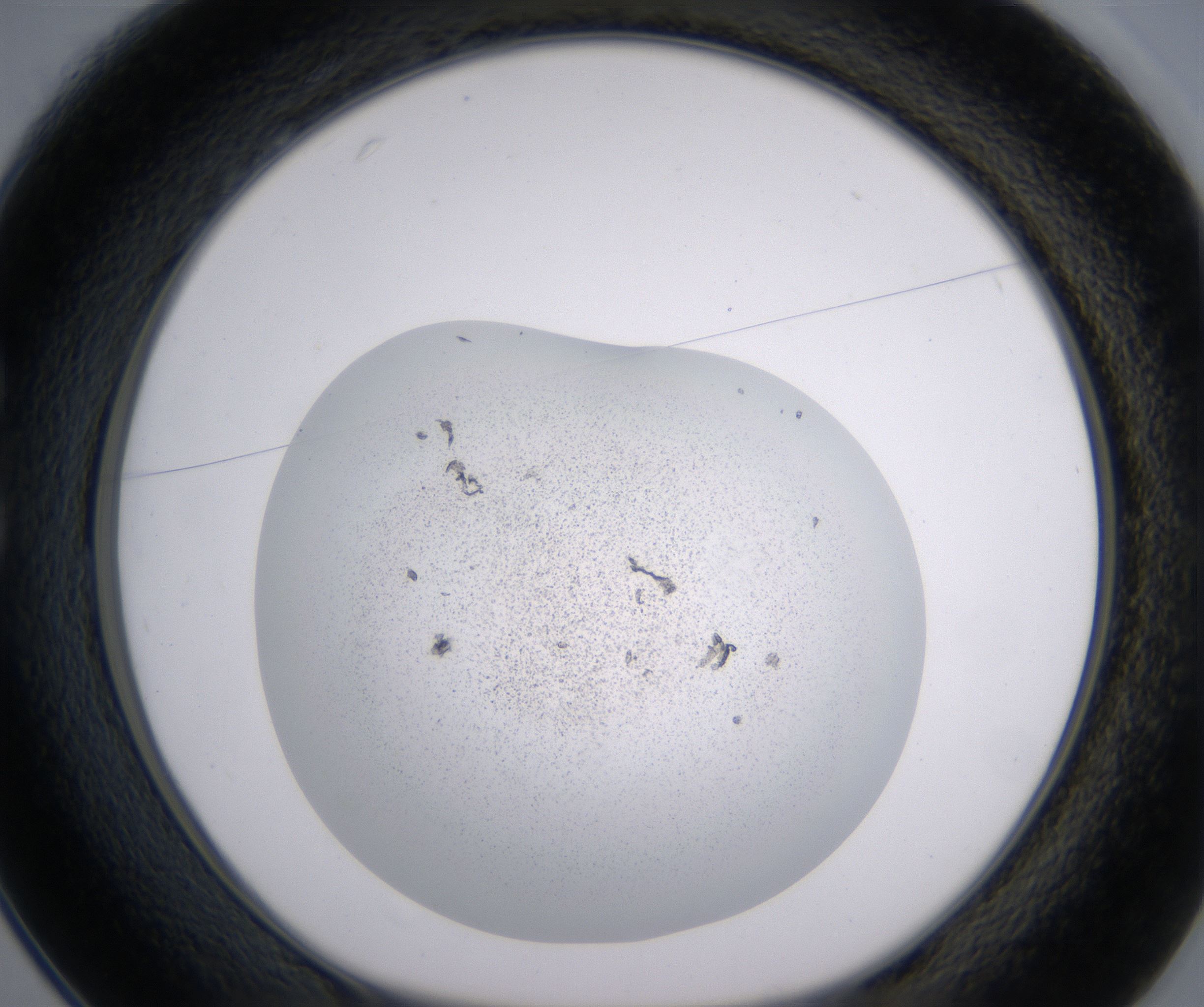 C1_HighResolution_Precipitate_1.jpg
